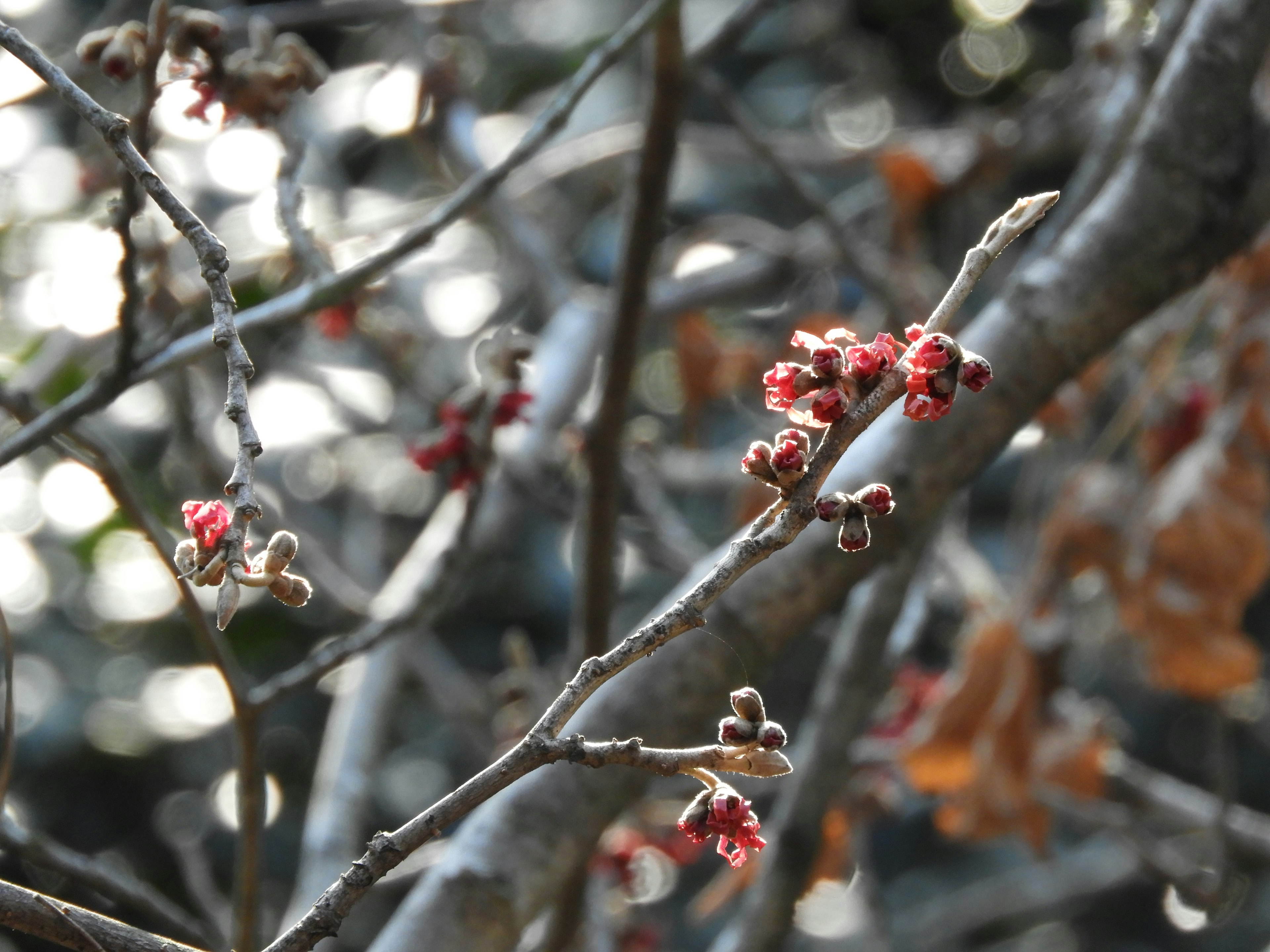 Zarte Äste mit roten Knospen vor verschwommenem Hintergrund