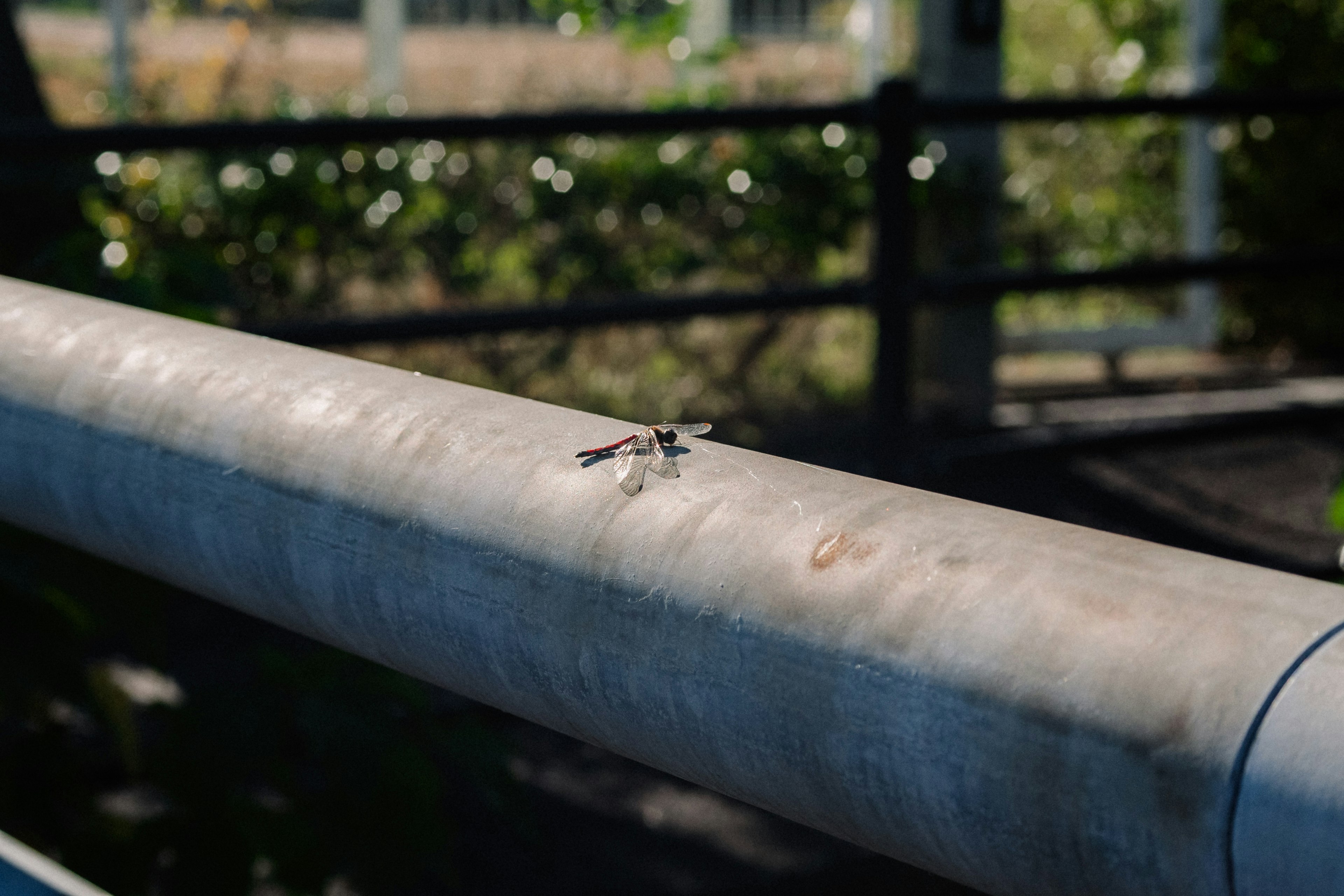 Gros plan d'un petit insecte posé sur une rampe en métal