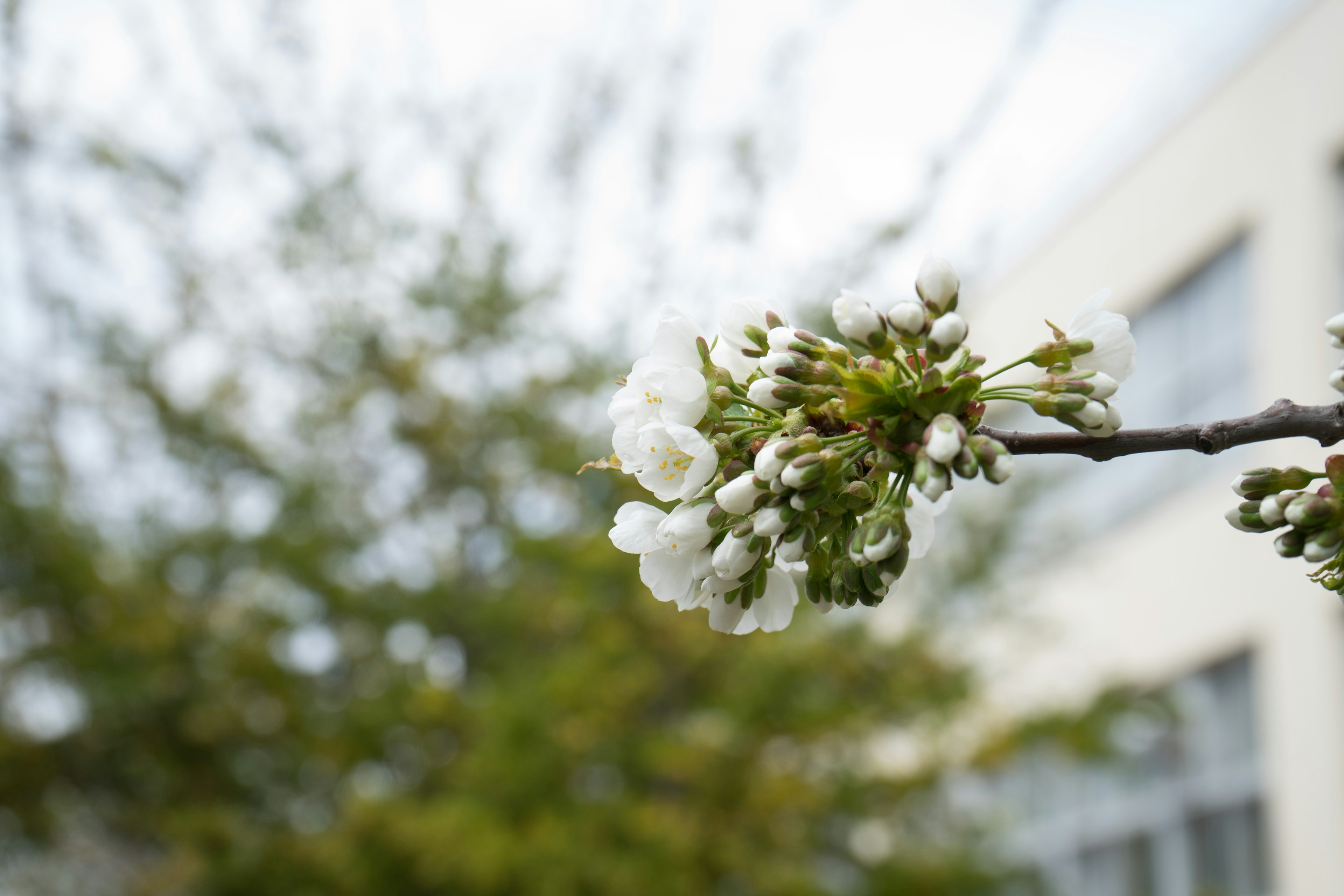 Ramo con fiori di ciliegio bianchi in fiore e alberi verdi sullo sfondo