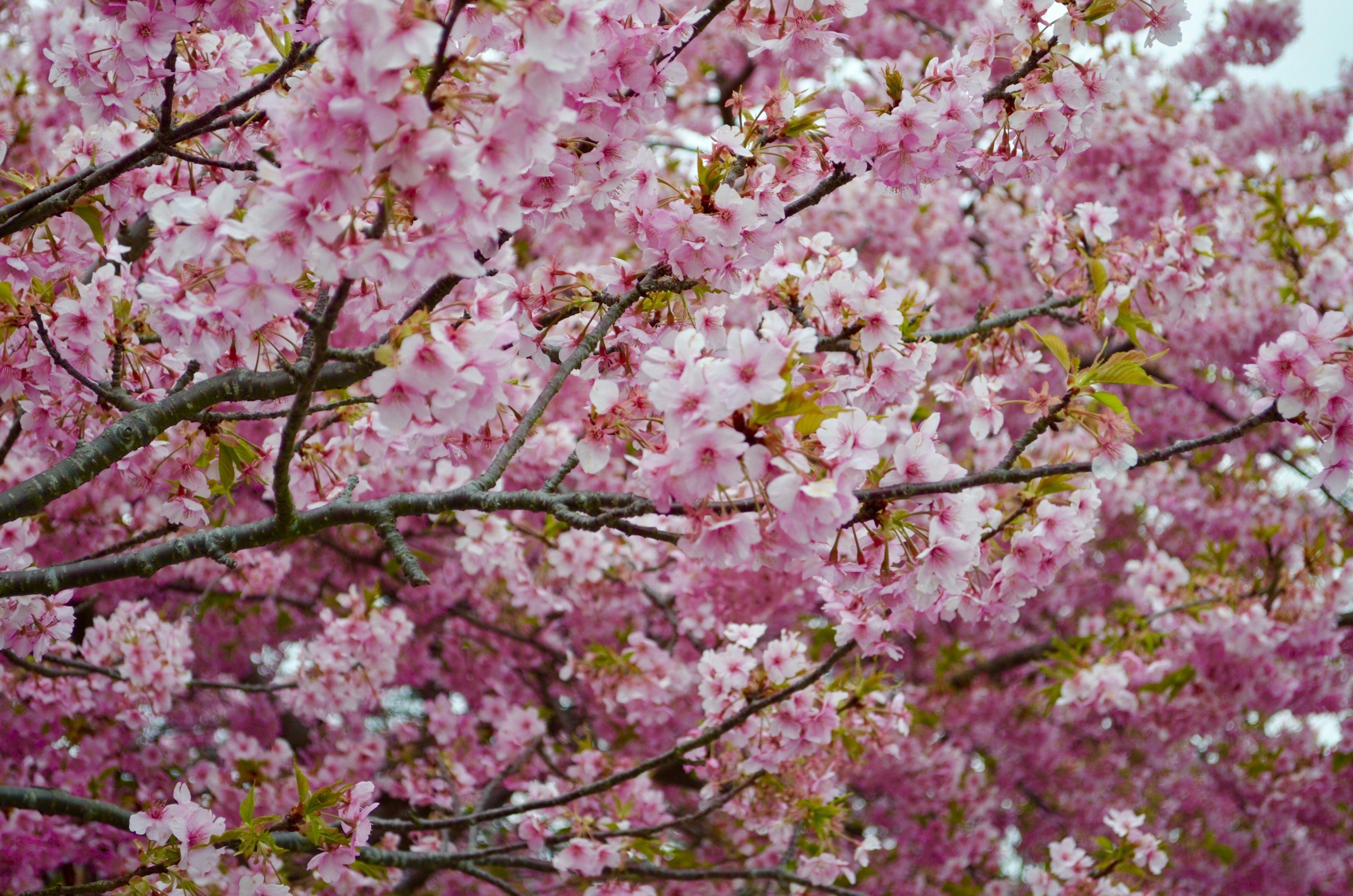 桜の花が咲き乱れる枝のクローズアップ