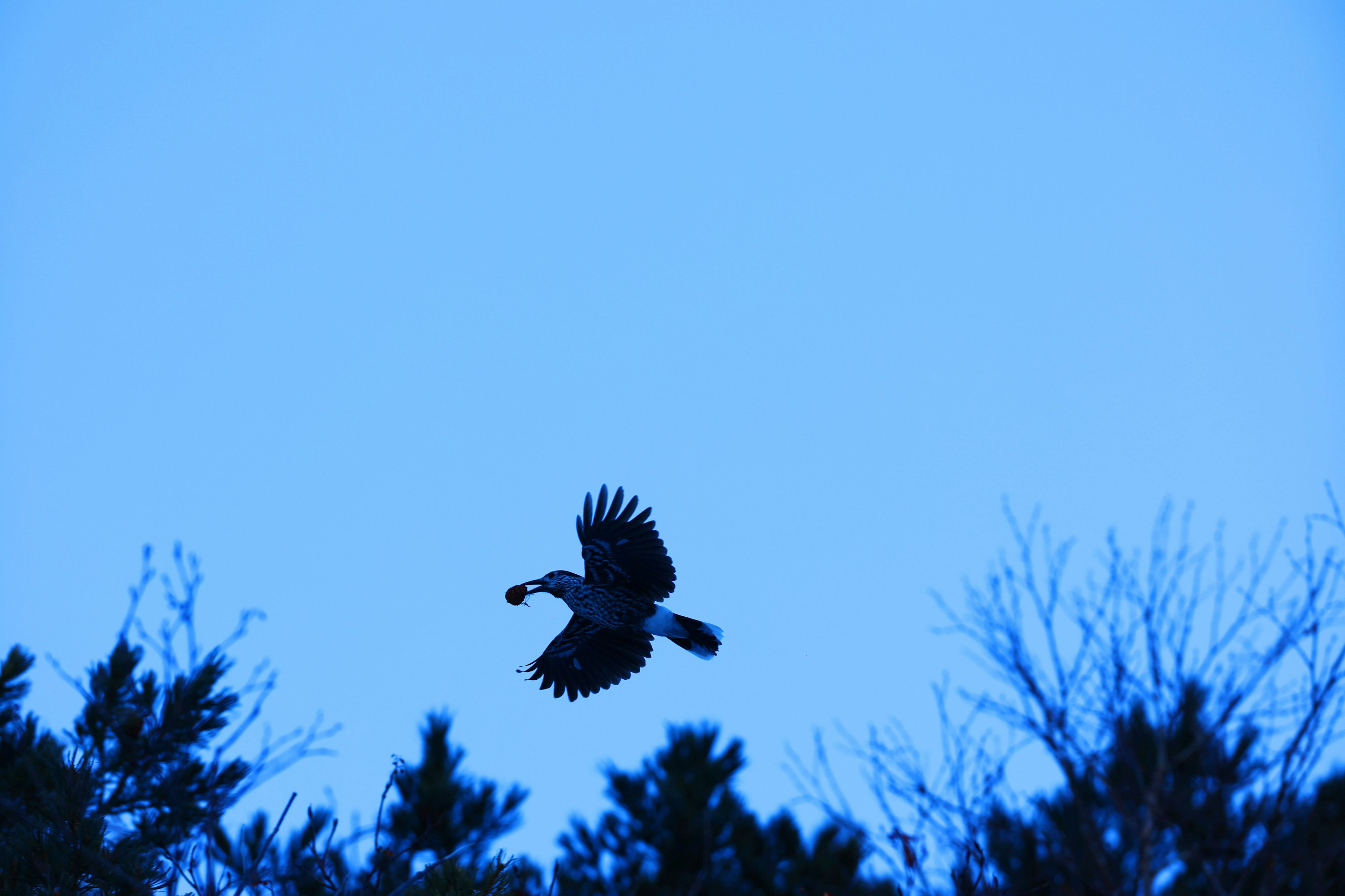 Silhouette of a hawk flying against a blue sky