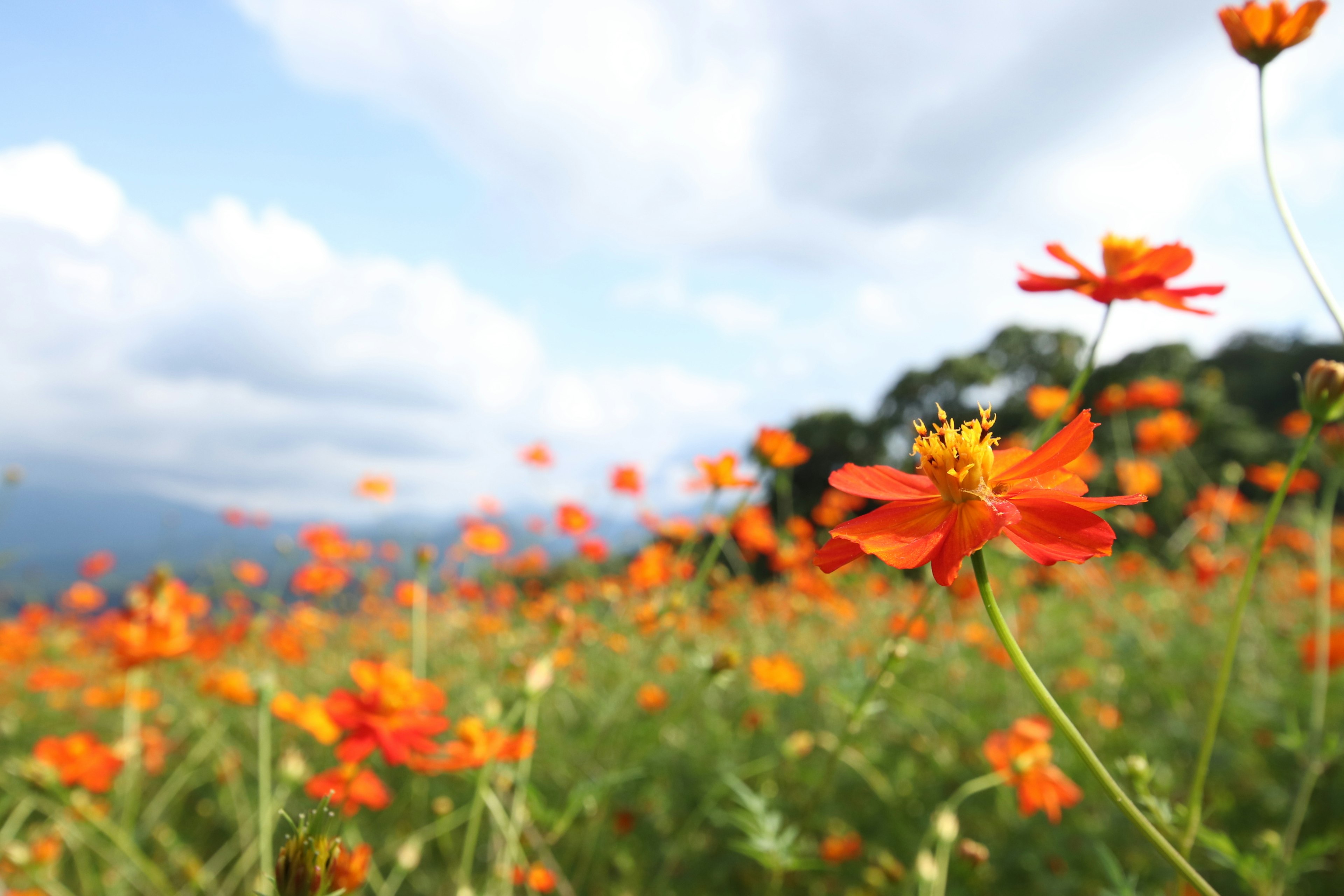 オレンジ色の花が咲く広い野原と青空の背景