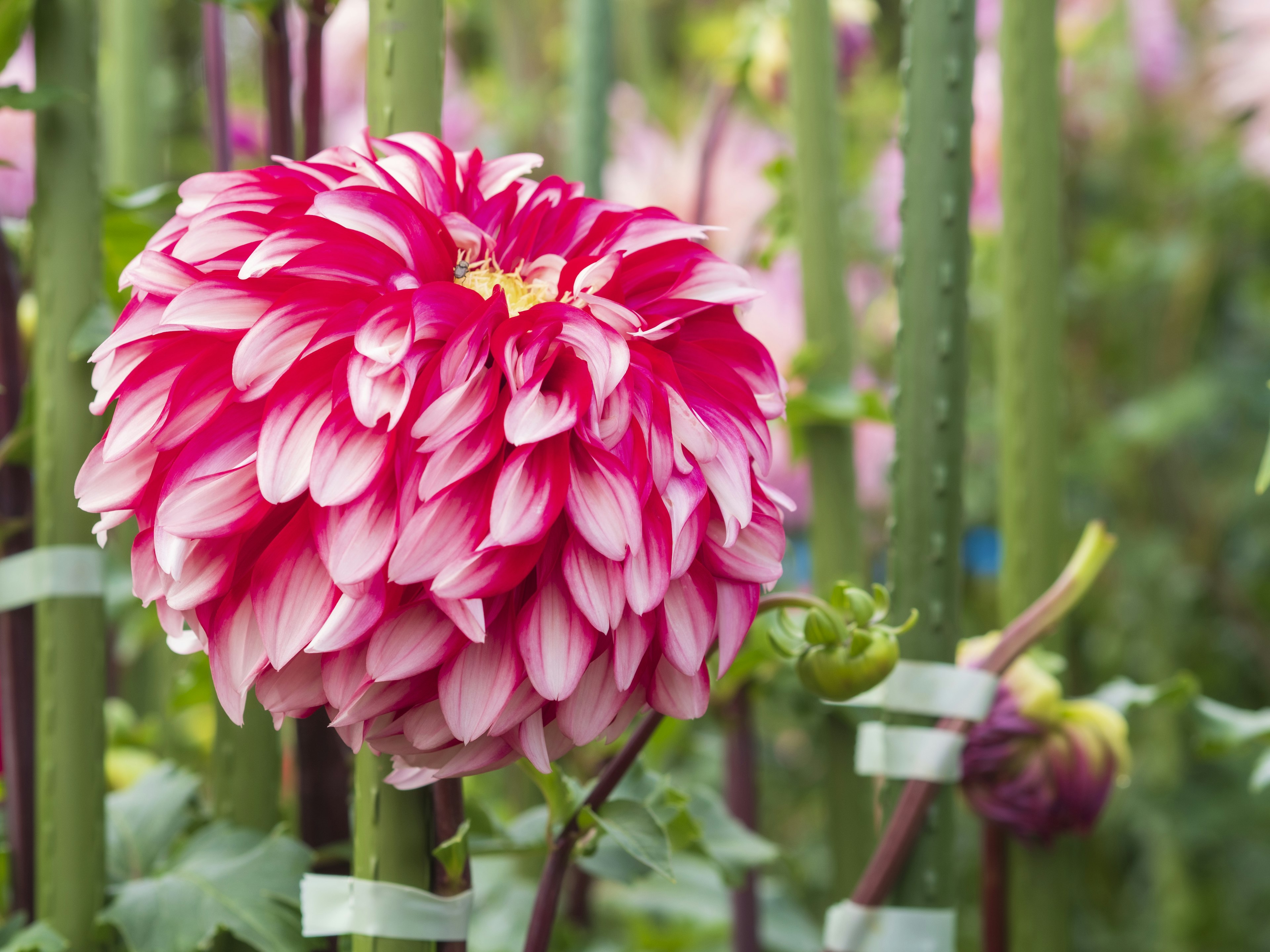 Sebuah bunga dahlia merah muda dan putih yang cerah mekar di batang hijau