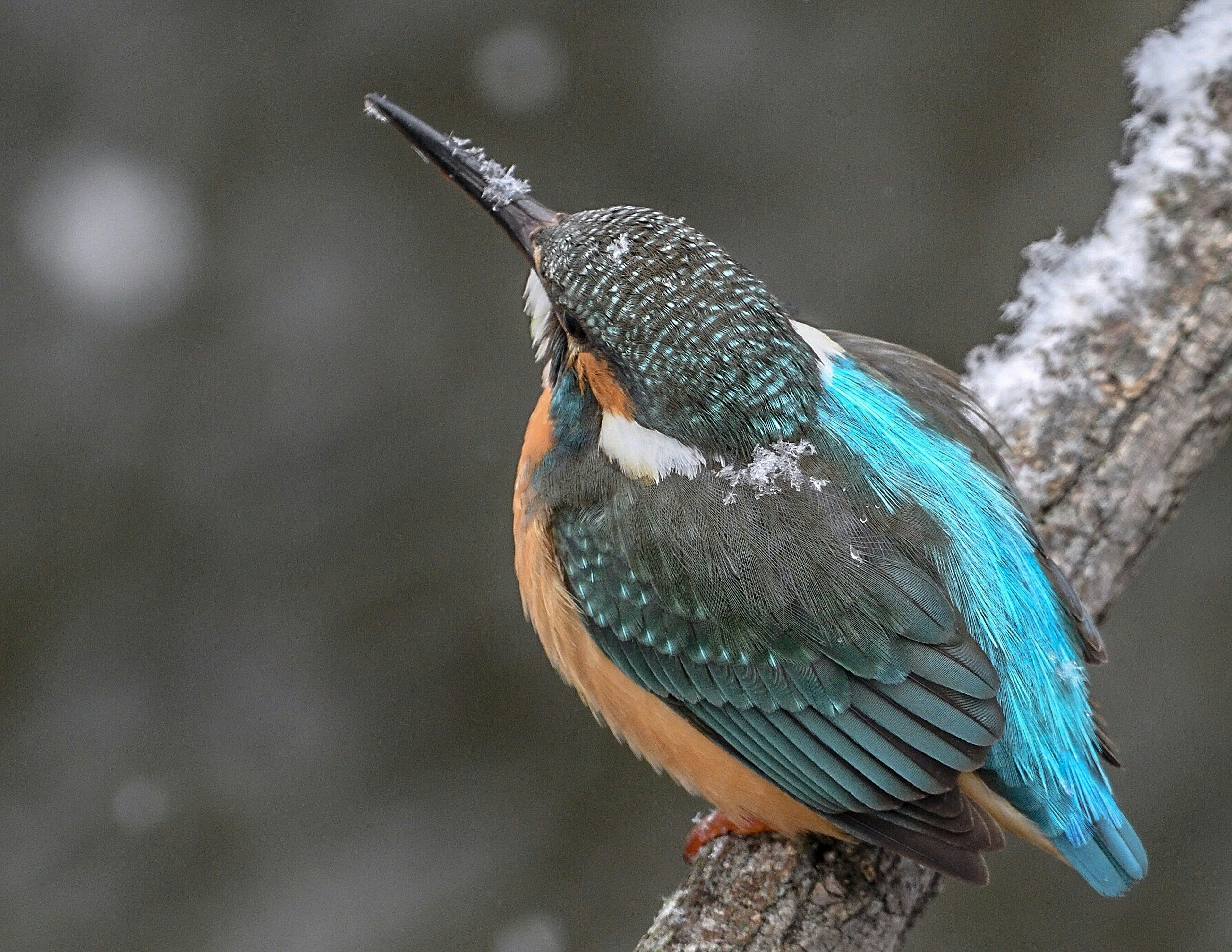 Burung kingfisher dengan bulu biru dan perut oranye bertengger di dahan di salju