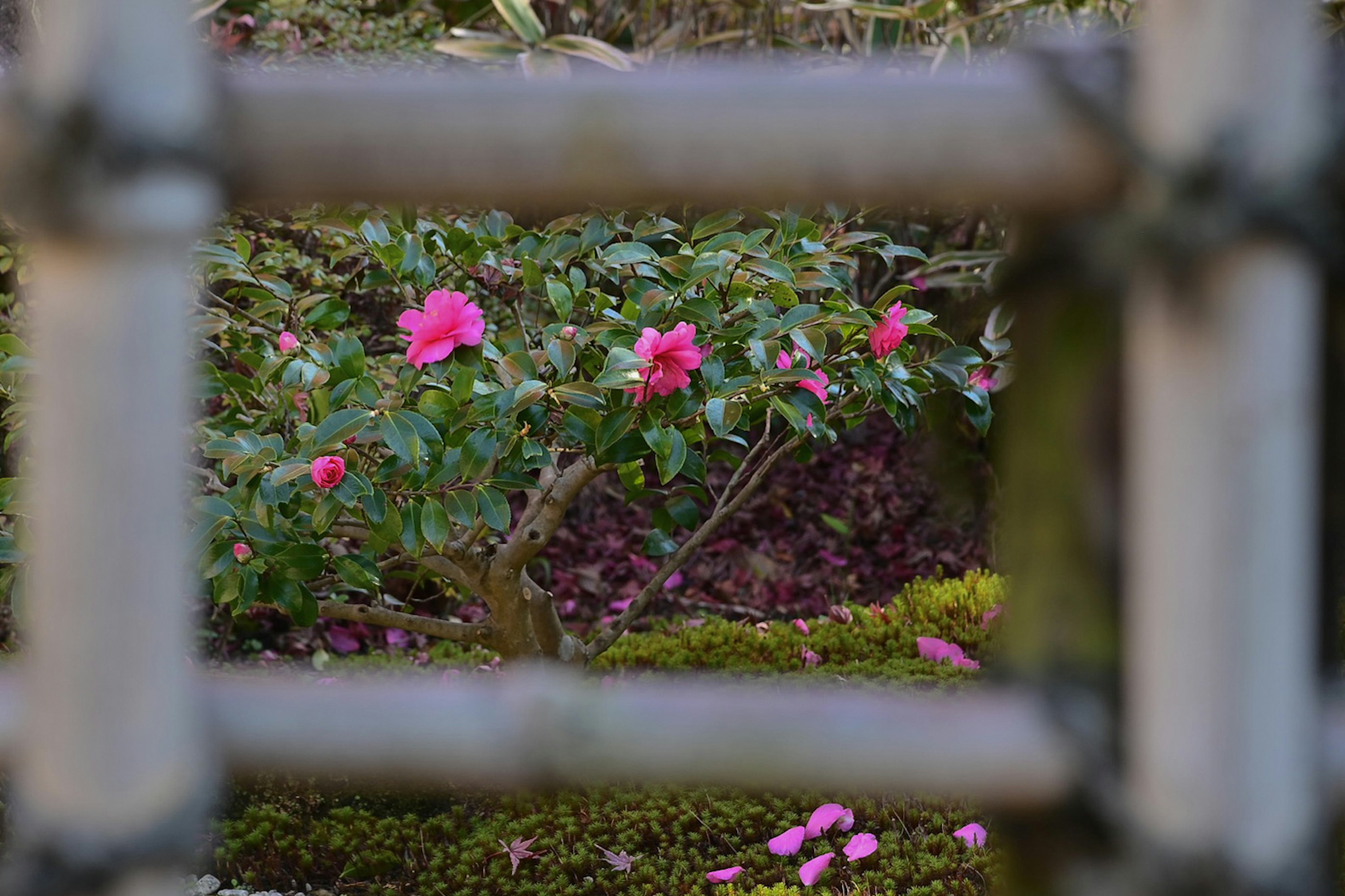 竹の間から見えるピンクの花々と緑の葉