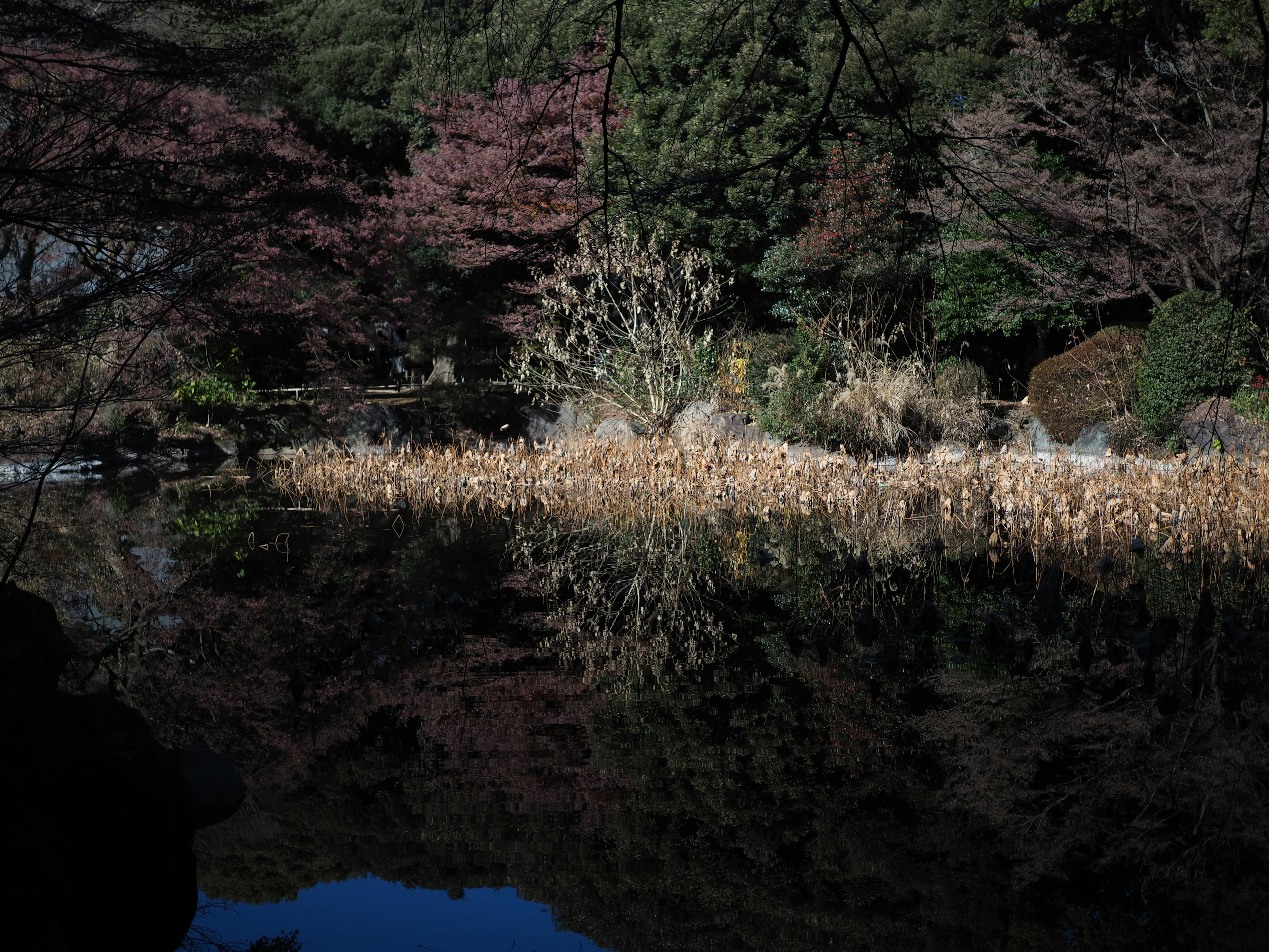 Pemandangan kolam tenang yang memantulkan pohon sakura dan tanaman hijau