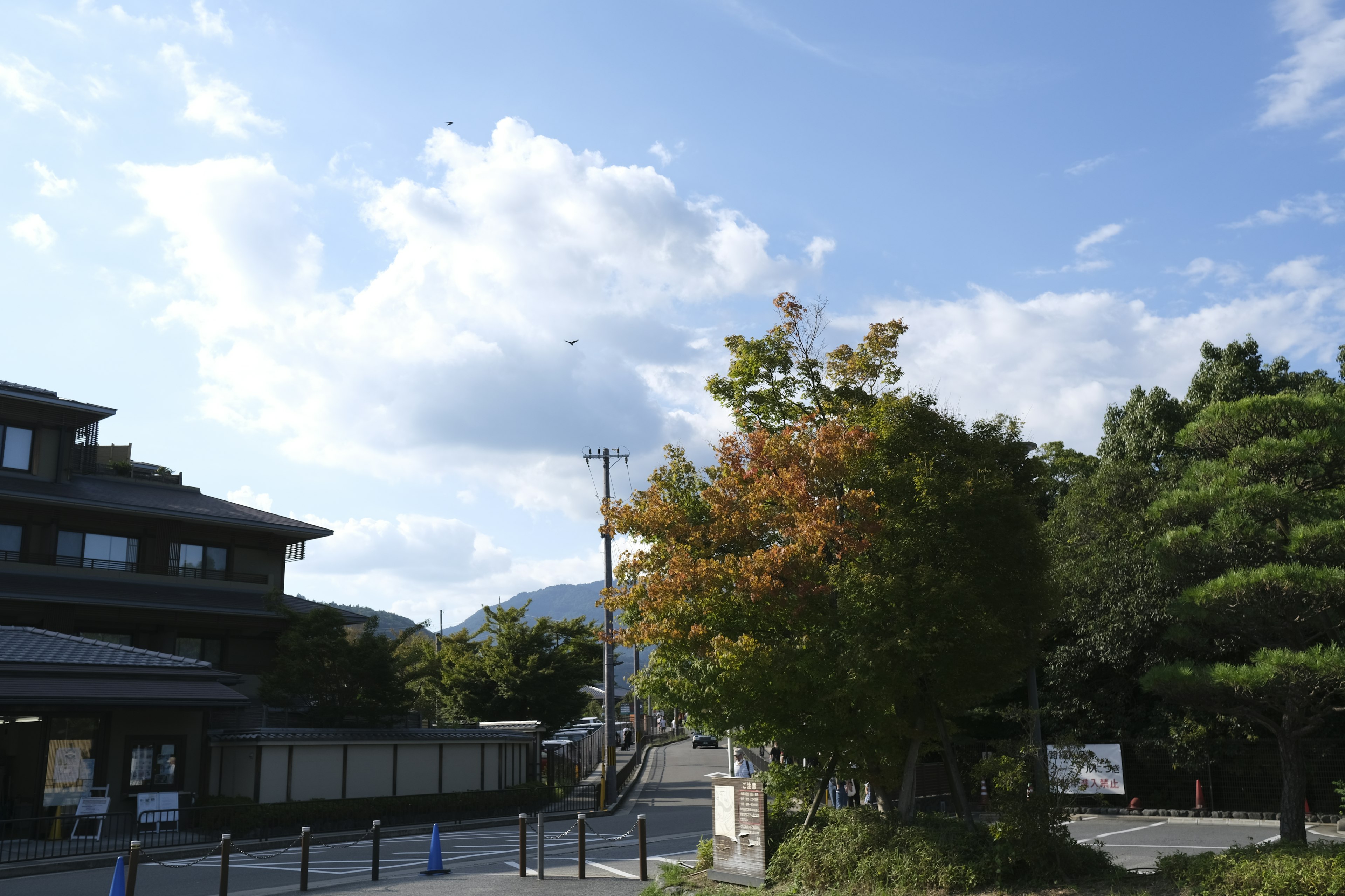 青空と白い雲の下に色づいた木々がある風景