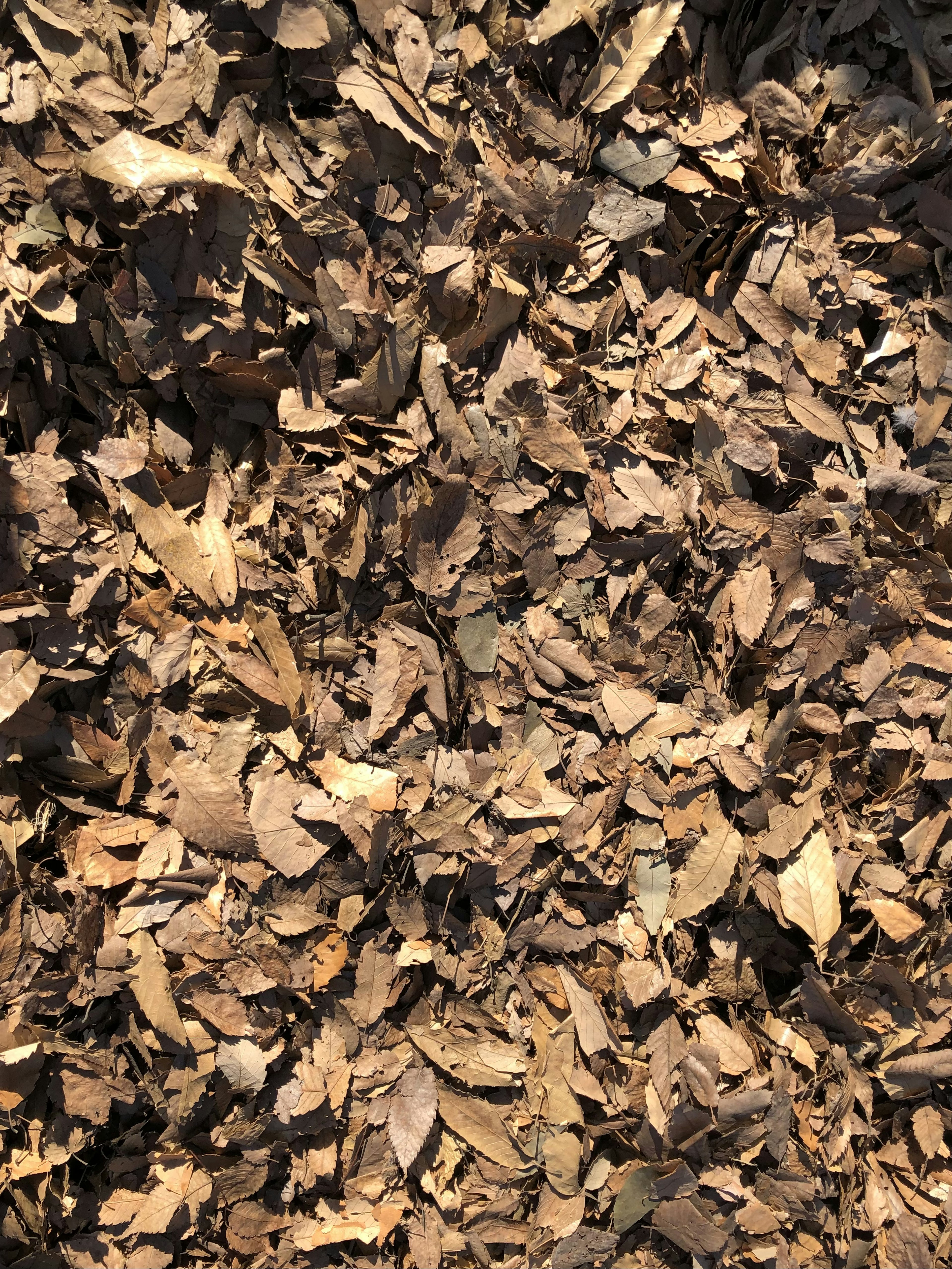 A close-up of dried brown leaves scattered on the ground