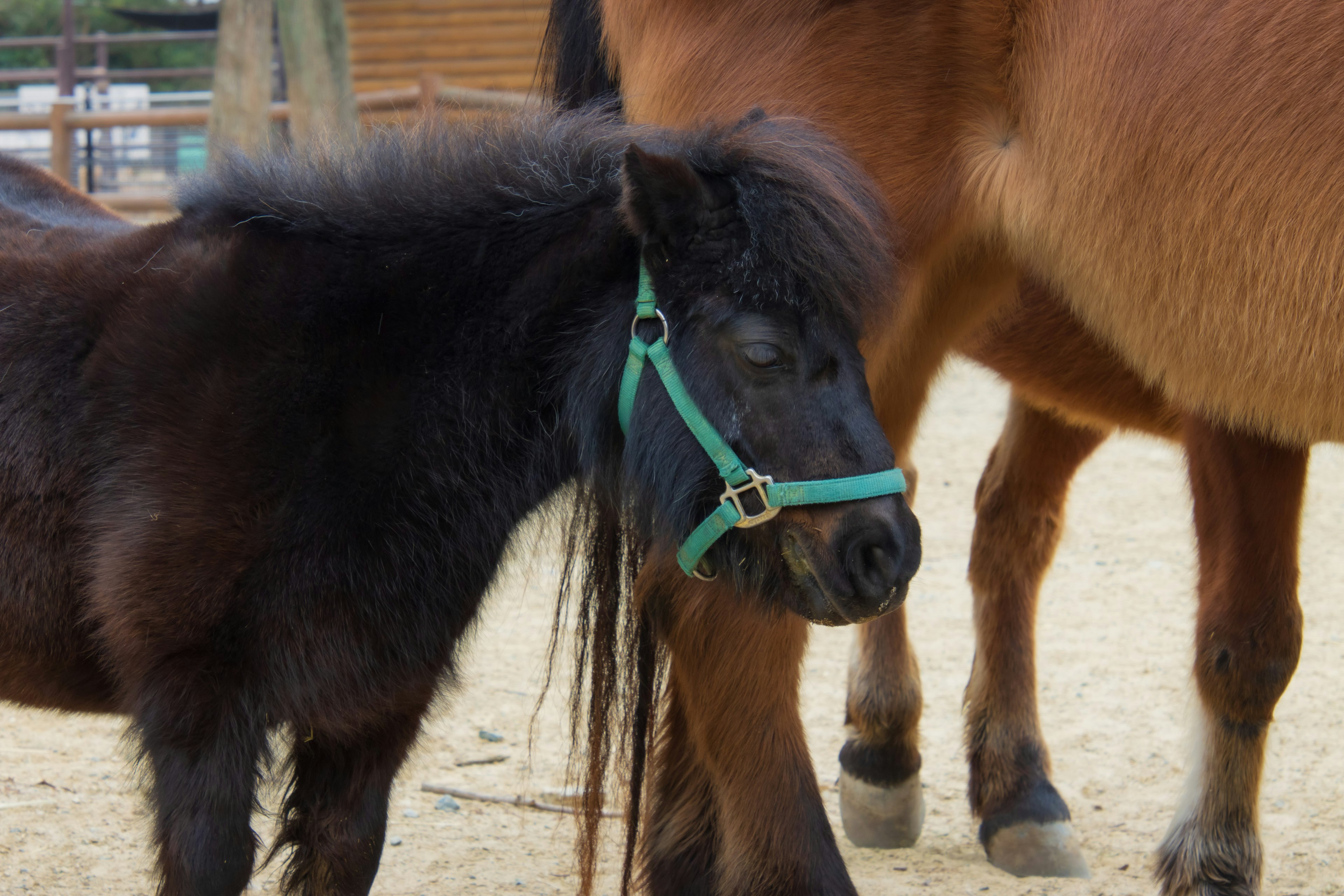 Poni hitam kecil mengenakan kekang hijau