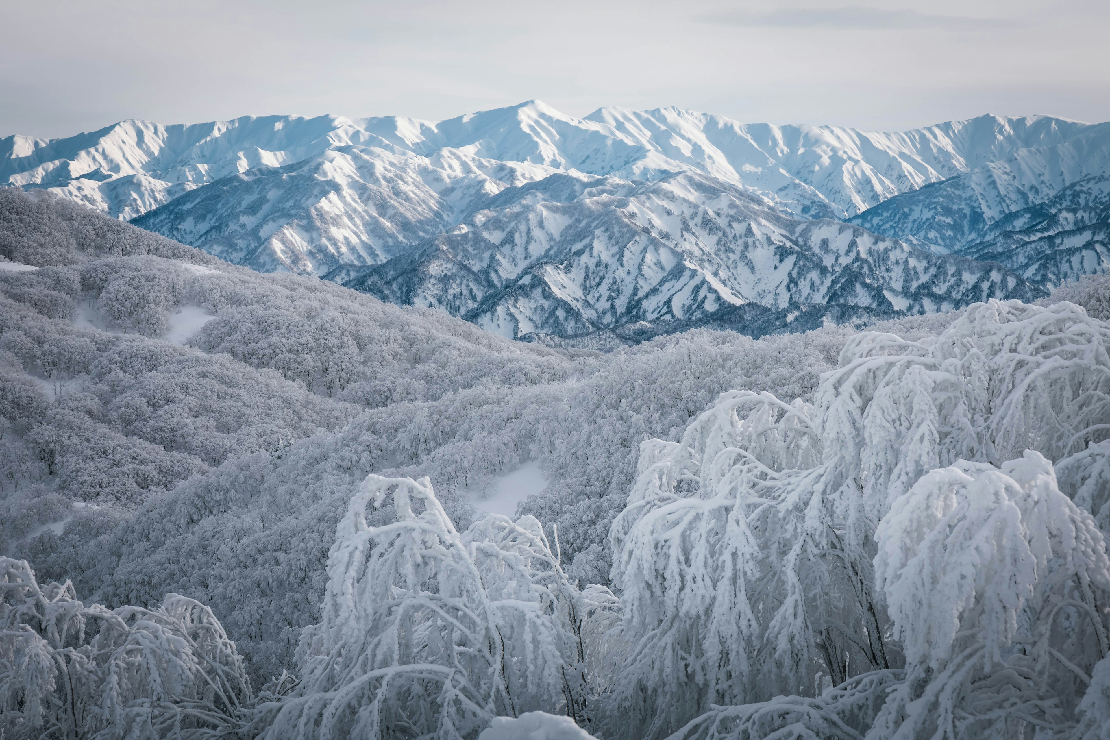 눈으로 덮인 산과 서리로 덮인 나무의 경치