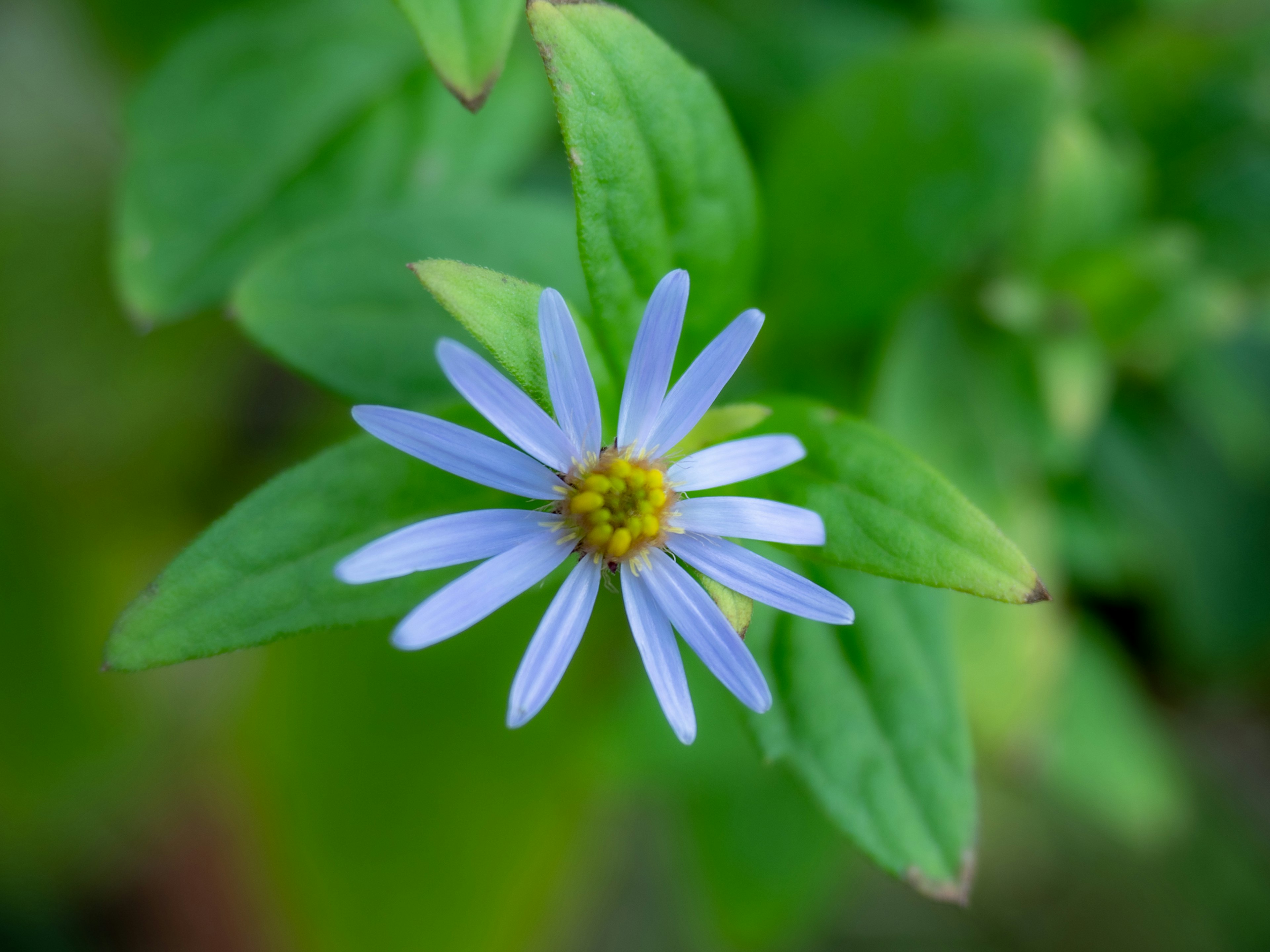 Primo piano di un fiore blu con foglie verdi