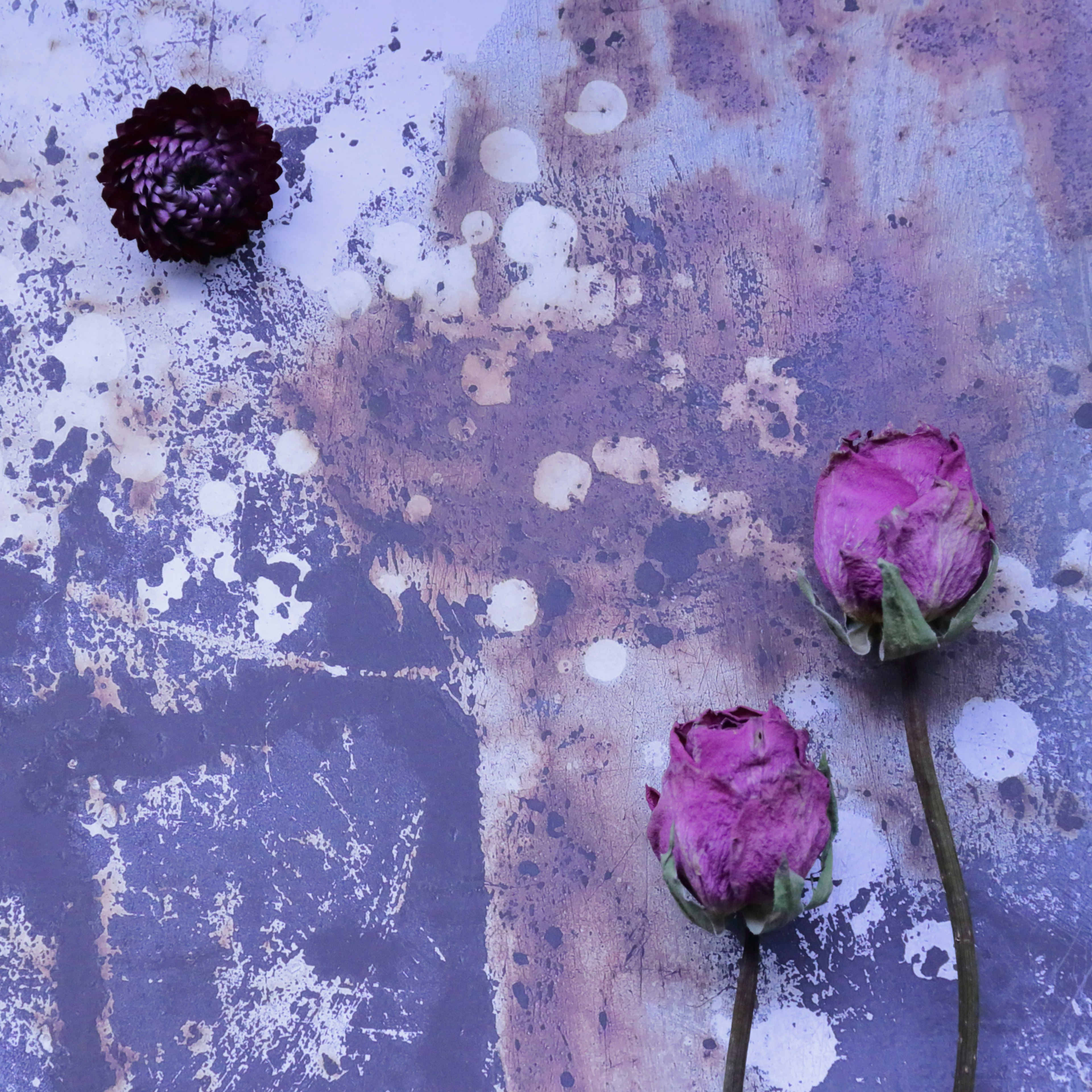 Zwei rosa Rosen und eine schwarze Blume auf einem strukturierten lila Hintergrund