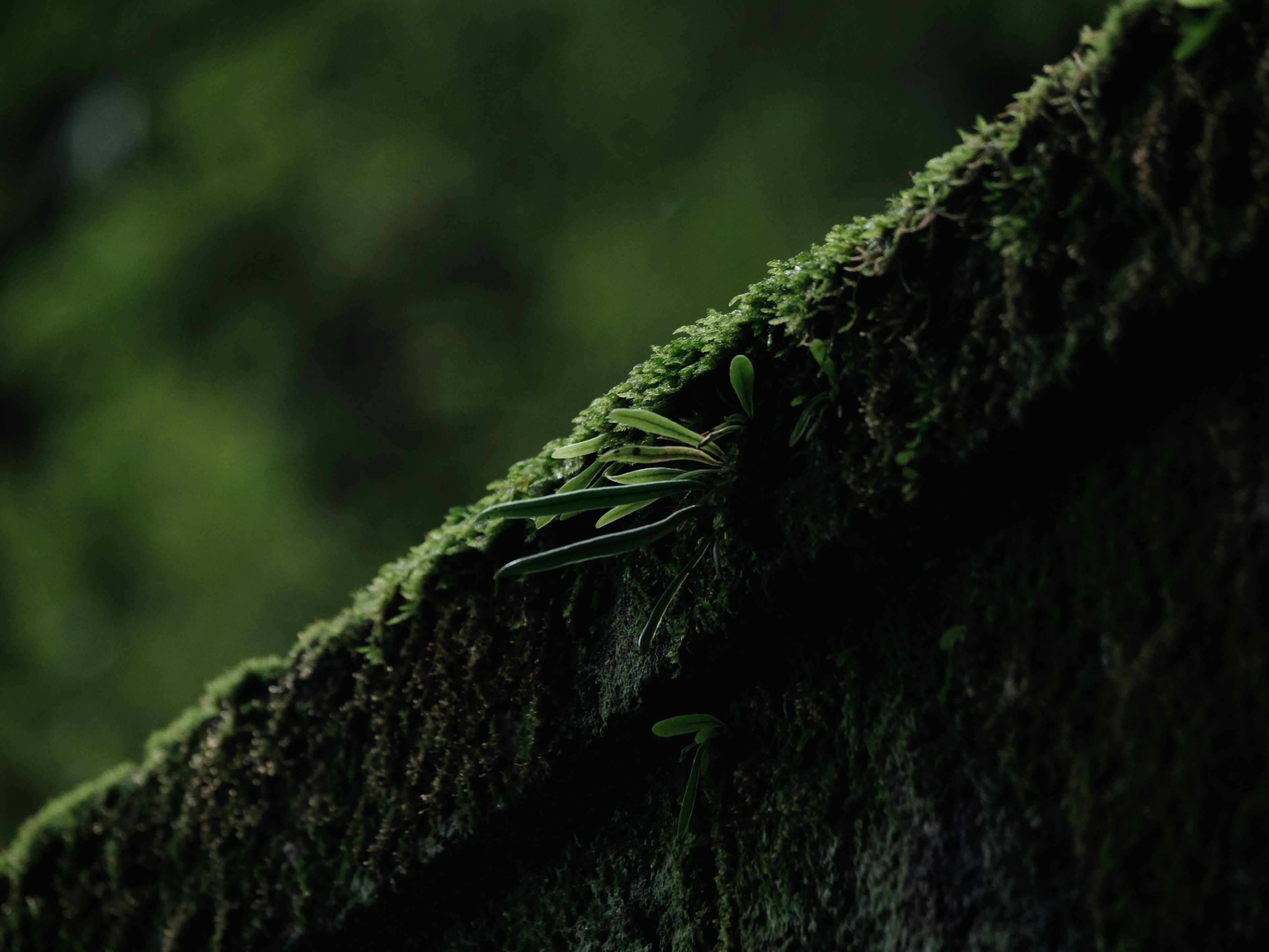 Primo piano di un insetto verde su una pietra coperta di muschio