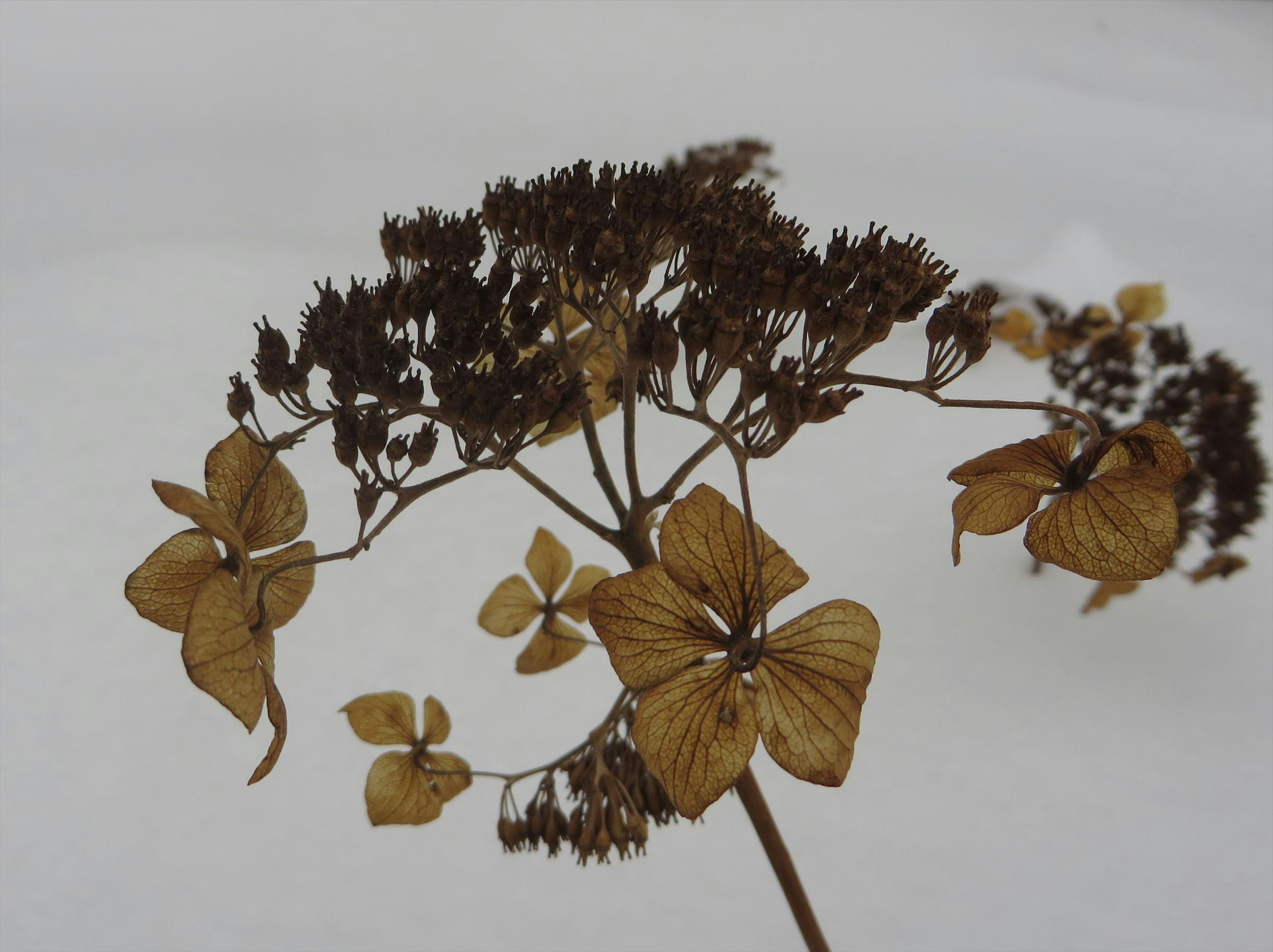 Gros plan de fleurs et feuilles séchées avec des formes uniques