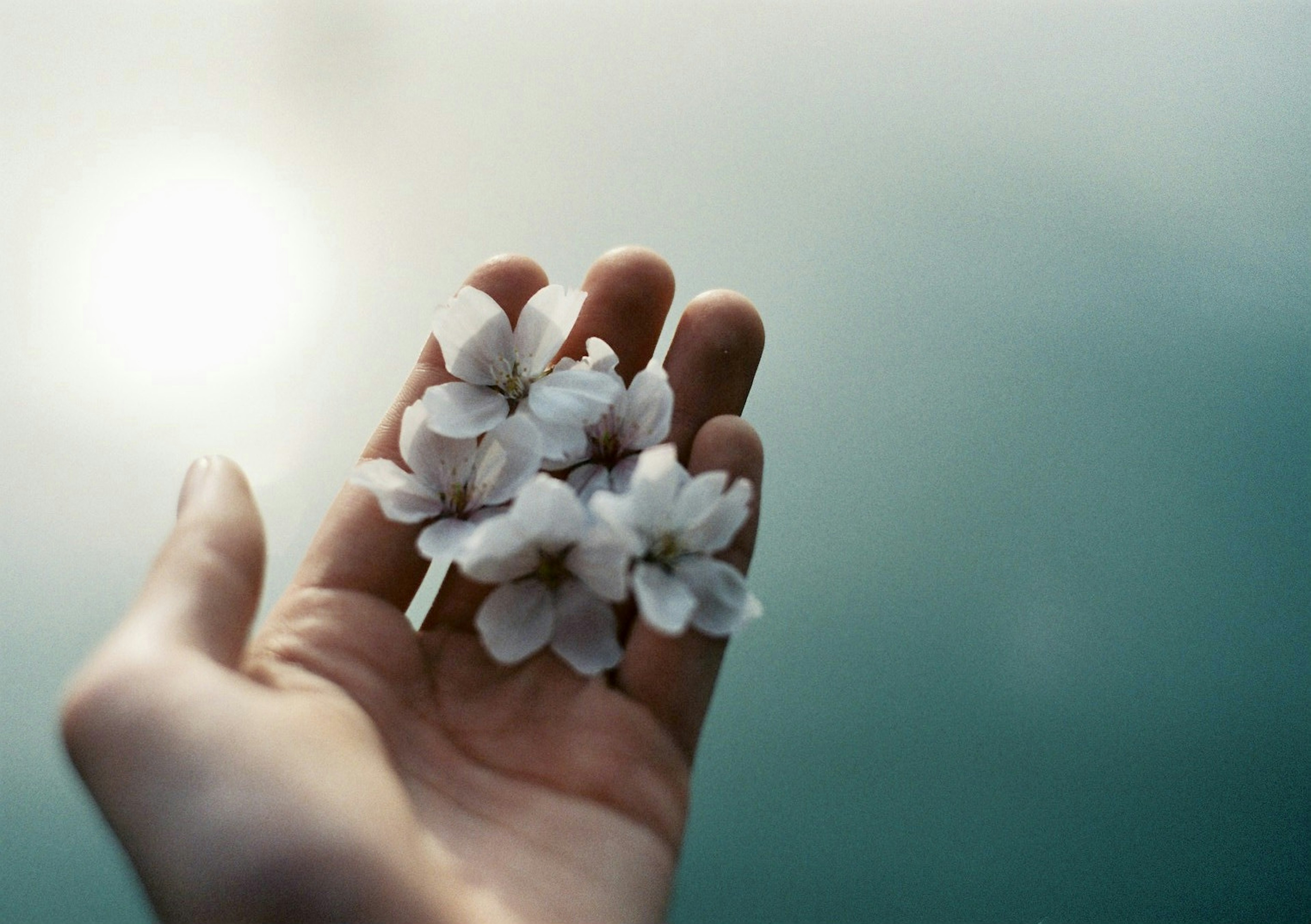 A hand holding delicate white flowers against a soft blurred background