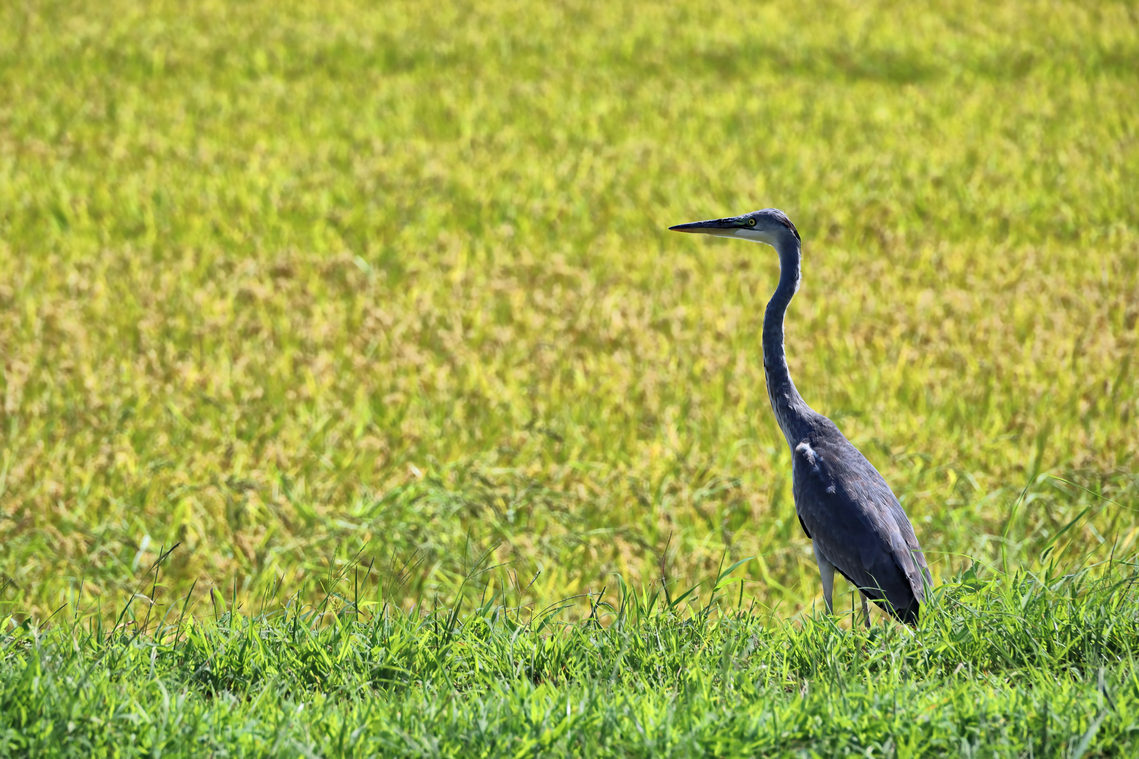 Un héron se tenant à côté d'un champ de riz