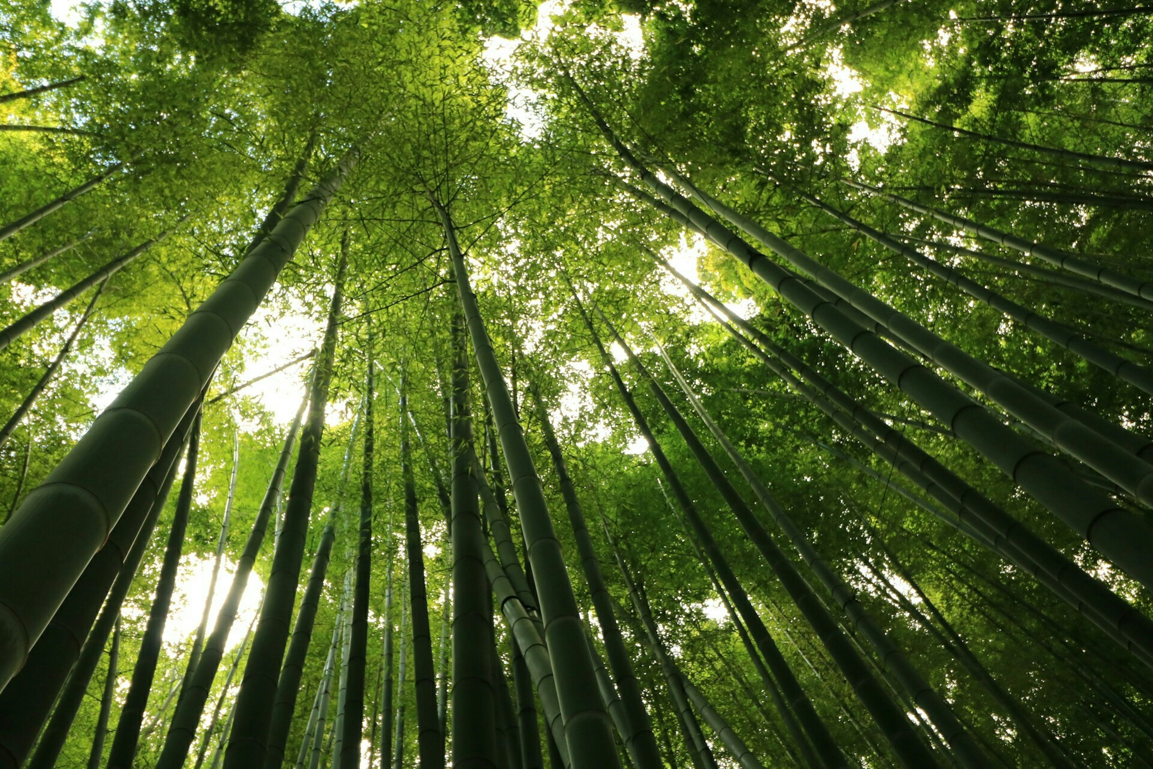 Pemandangan ke atas di hutan bambu dengan batang hijau tinggi dan cahaya menembus