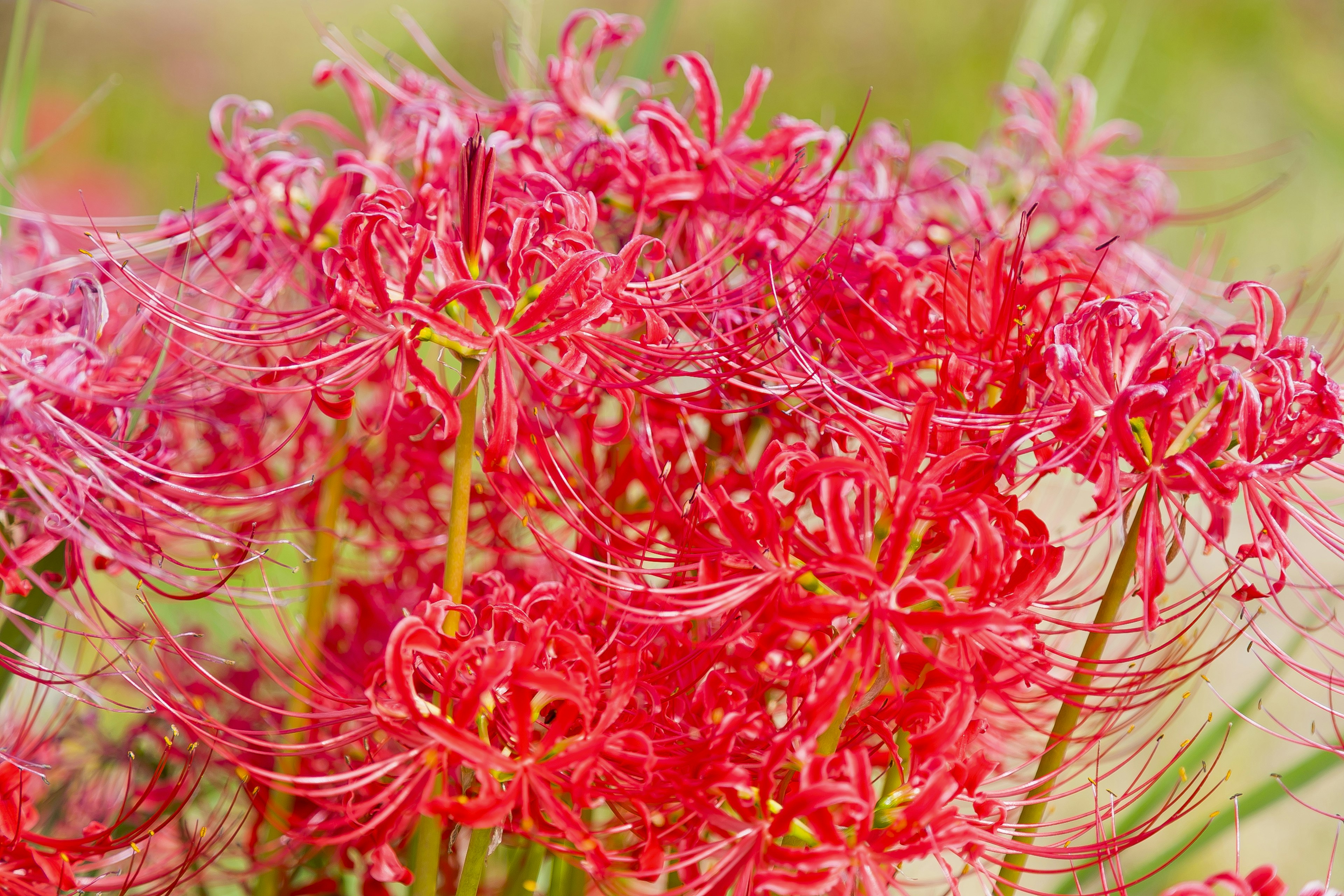 Groupe vibrant de lys araignées rouges en fleurs