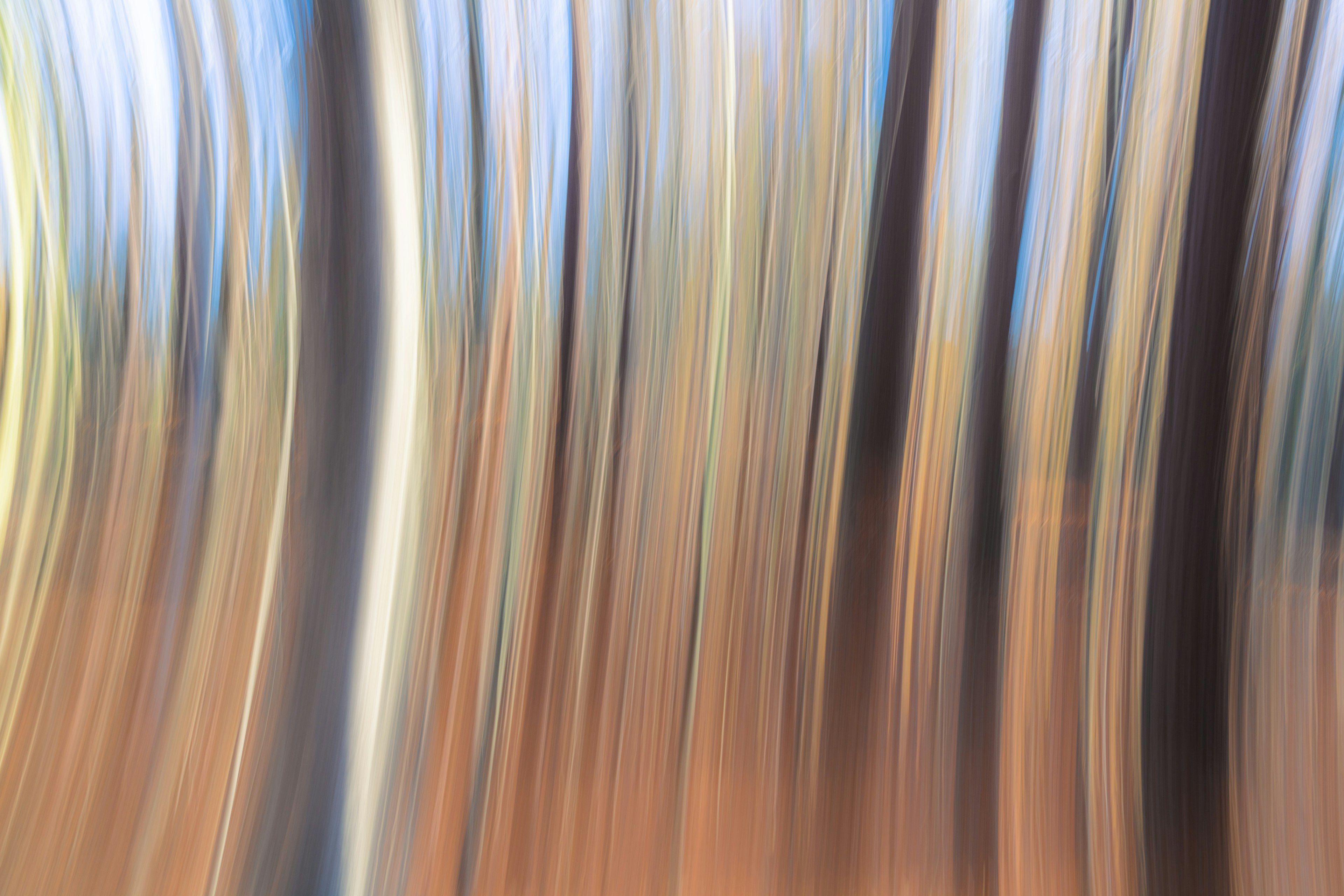 Paysage abstrait d'arbres colorés en mouvement