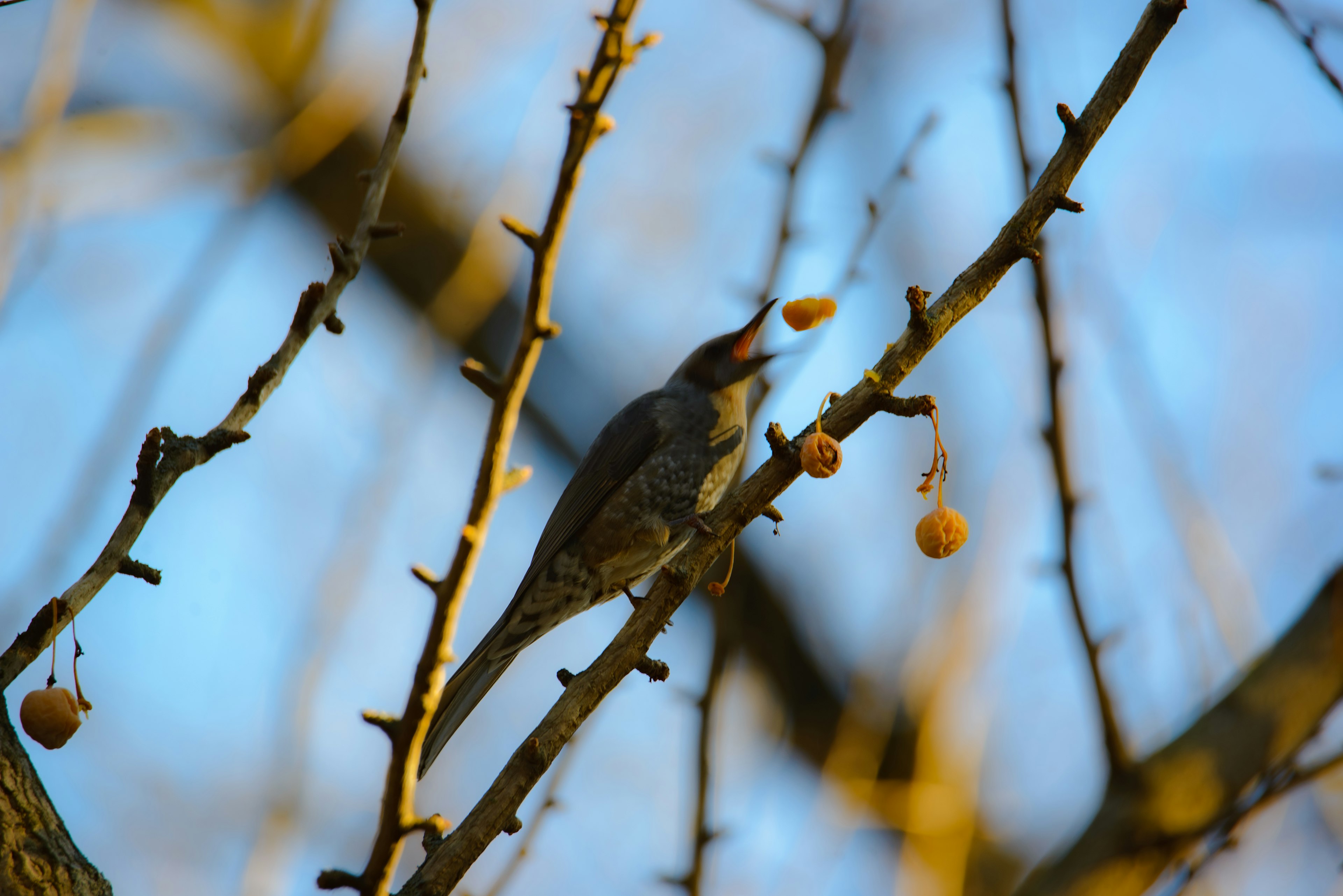 木の枝に留まる鳥が実を食べている風景