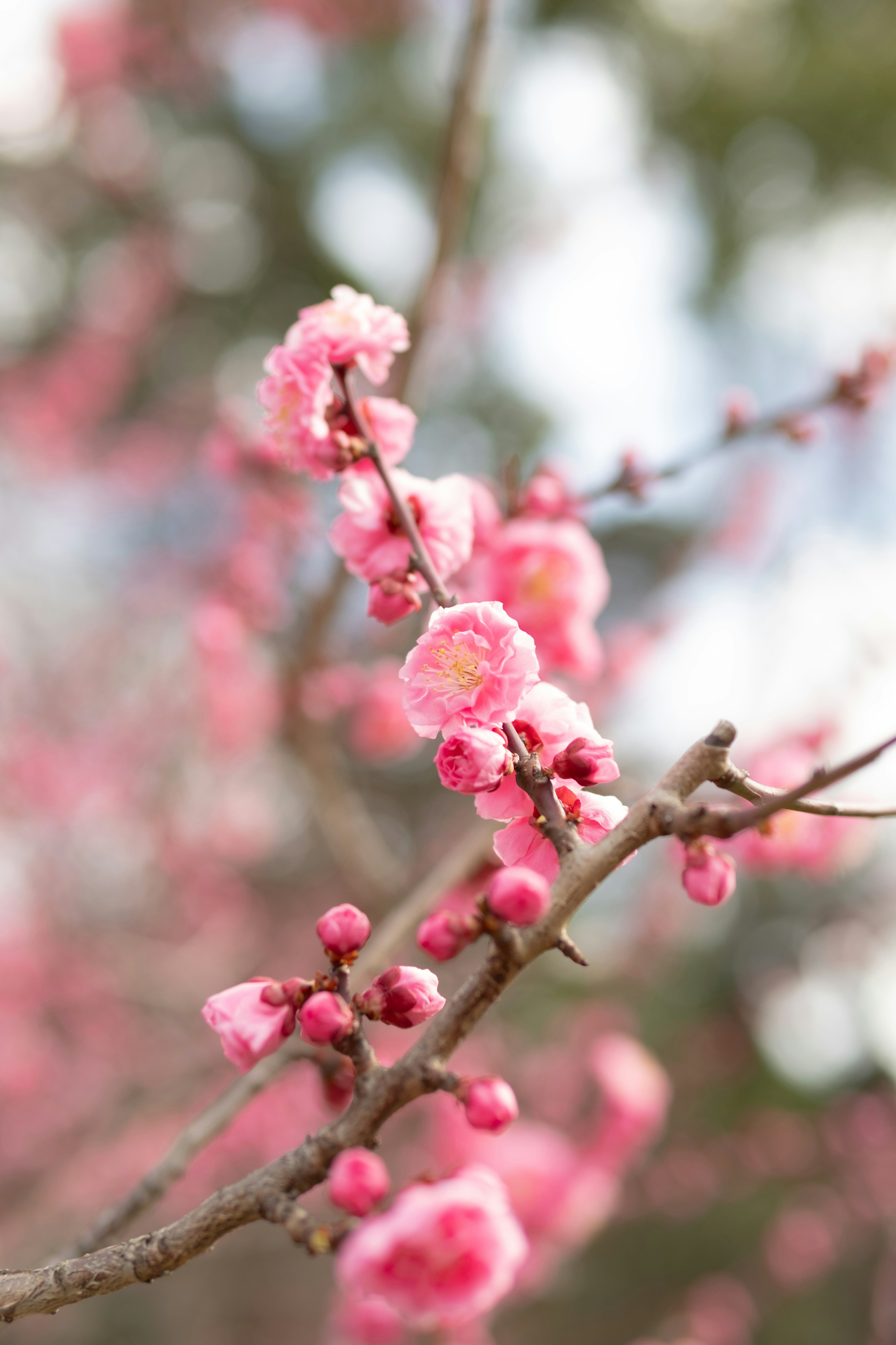 Branche de fleurs de pêcher roses au printemps