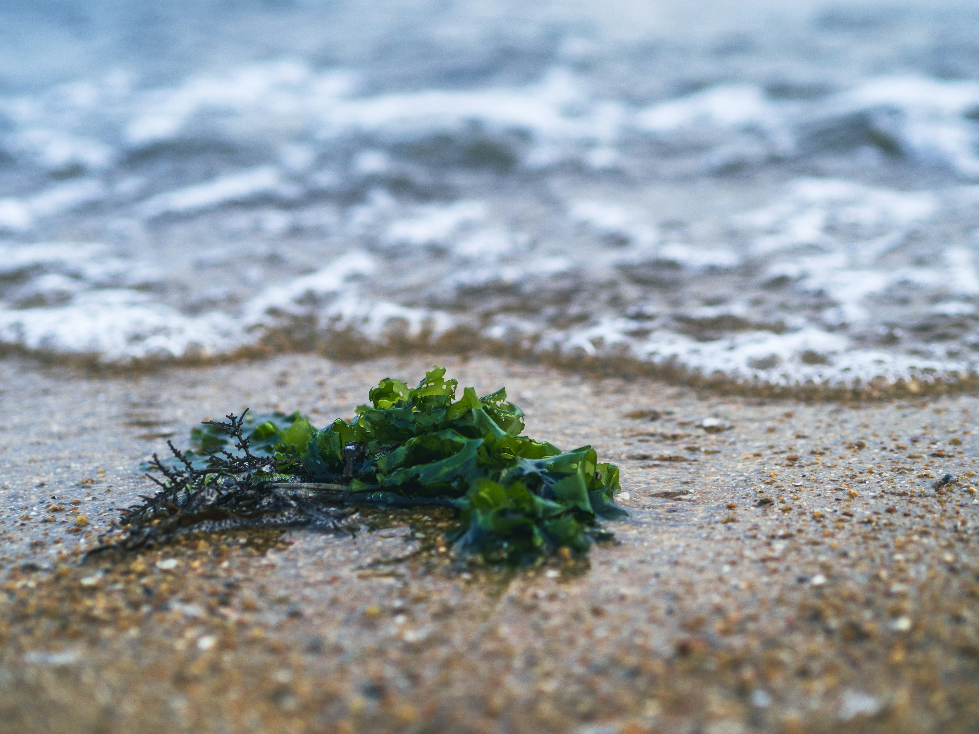 Green seaweed on sandy beach near the waves