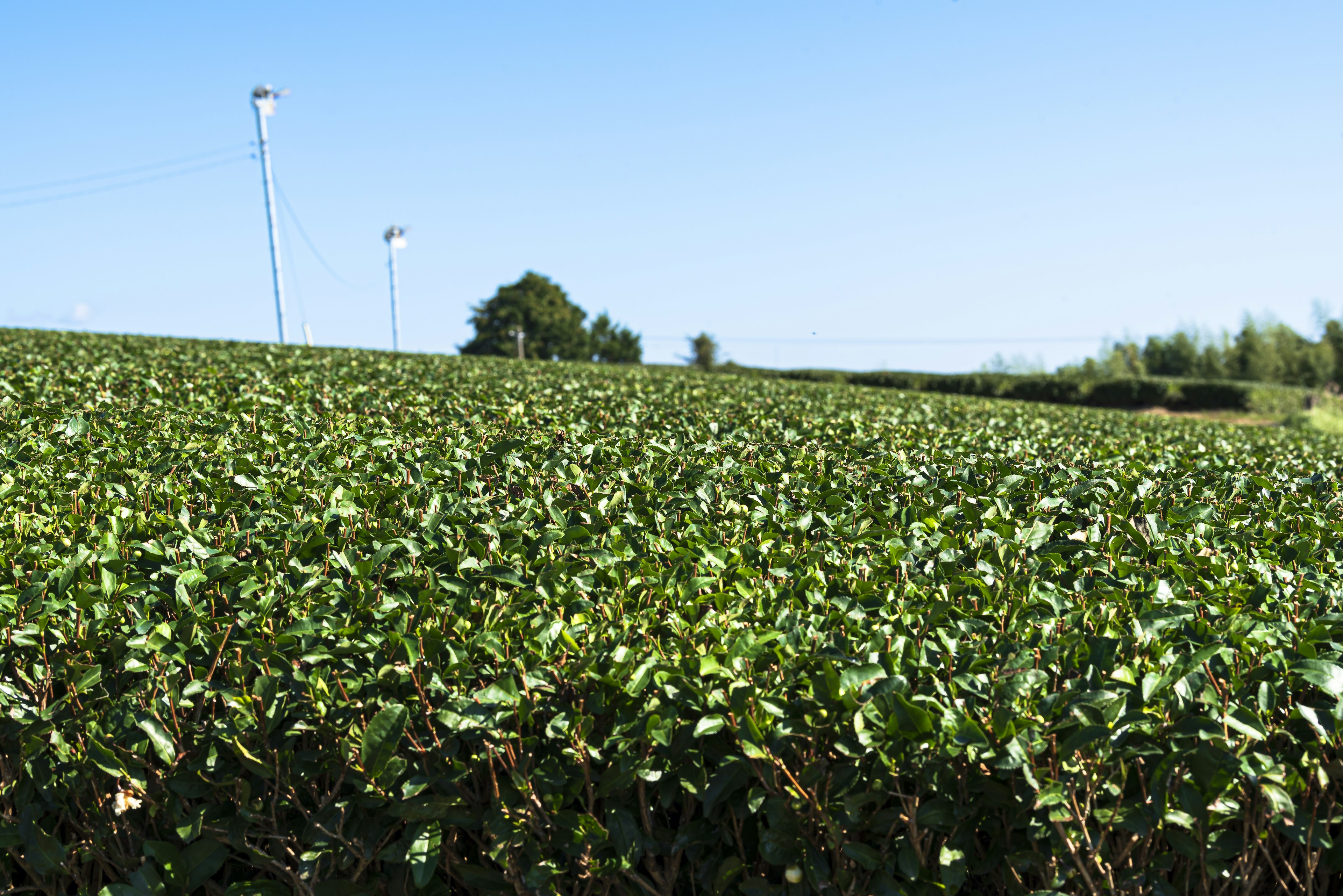 Lush green tea fields under a clear blue sky with lamp posts in the background