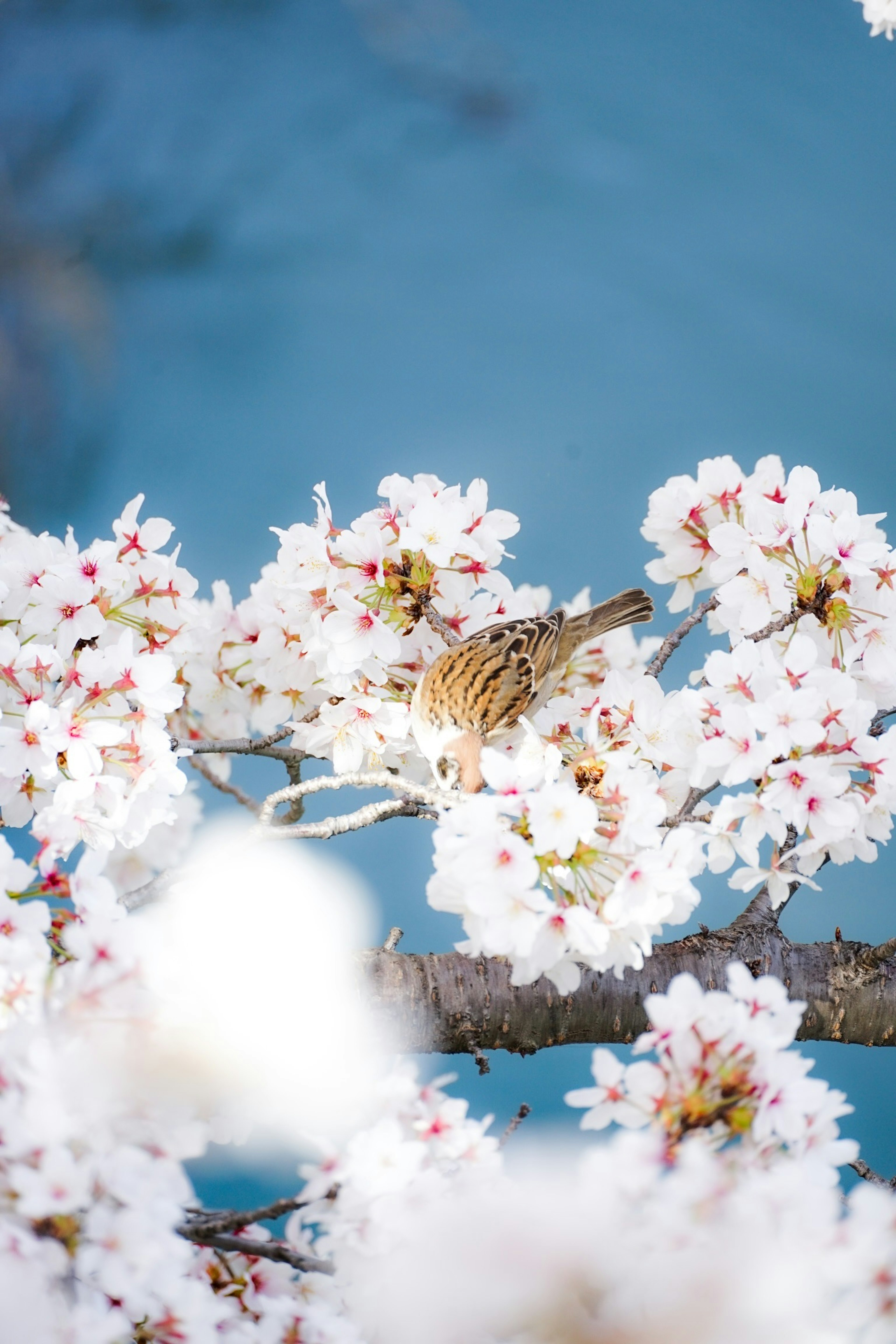 Kleiner Vogel zwischen Kirschblüten vor blauem Hintergrund