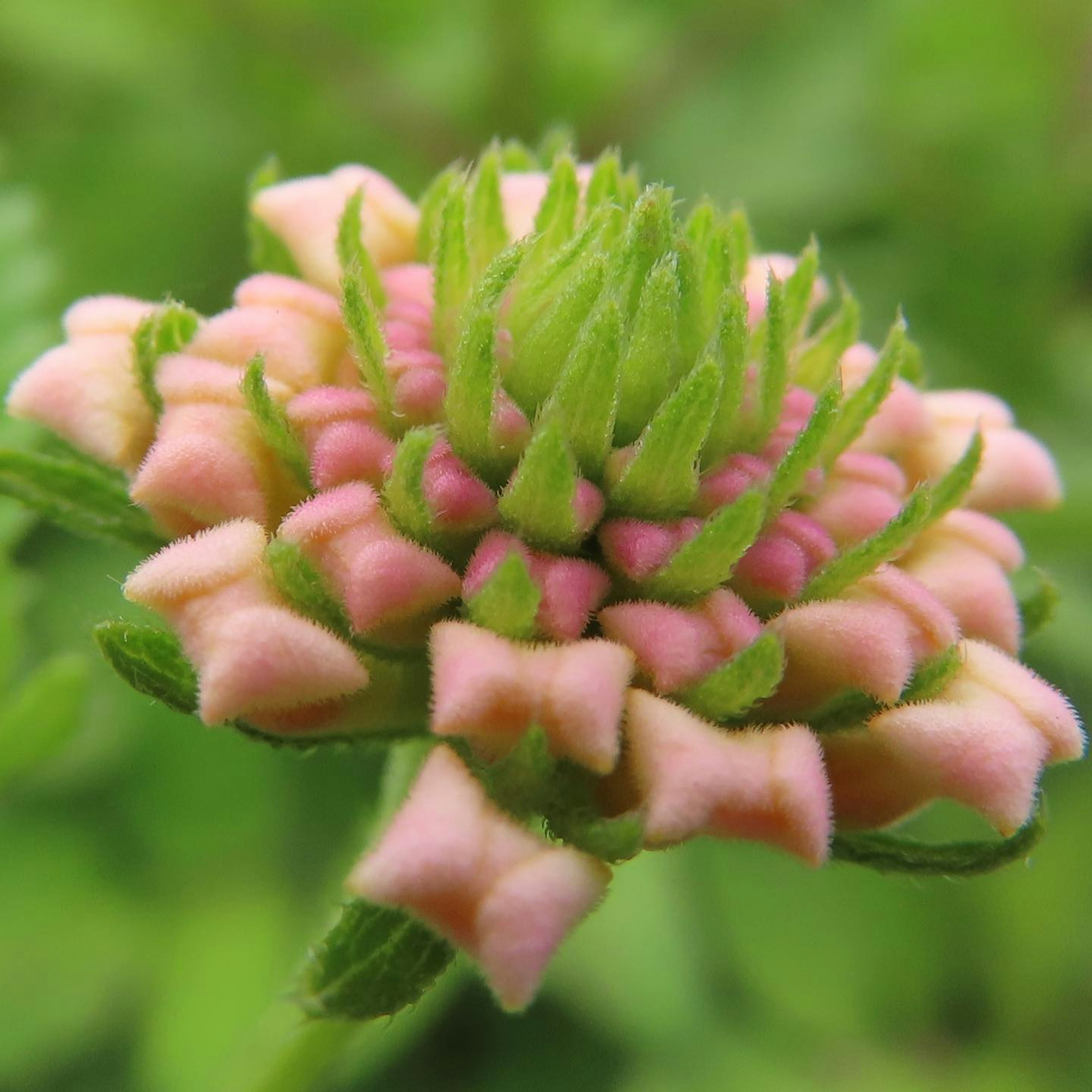 緑の背景にピンク色の花のつぼみがある写真