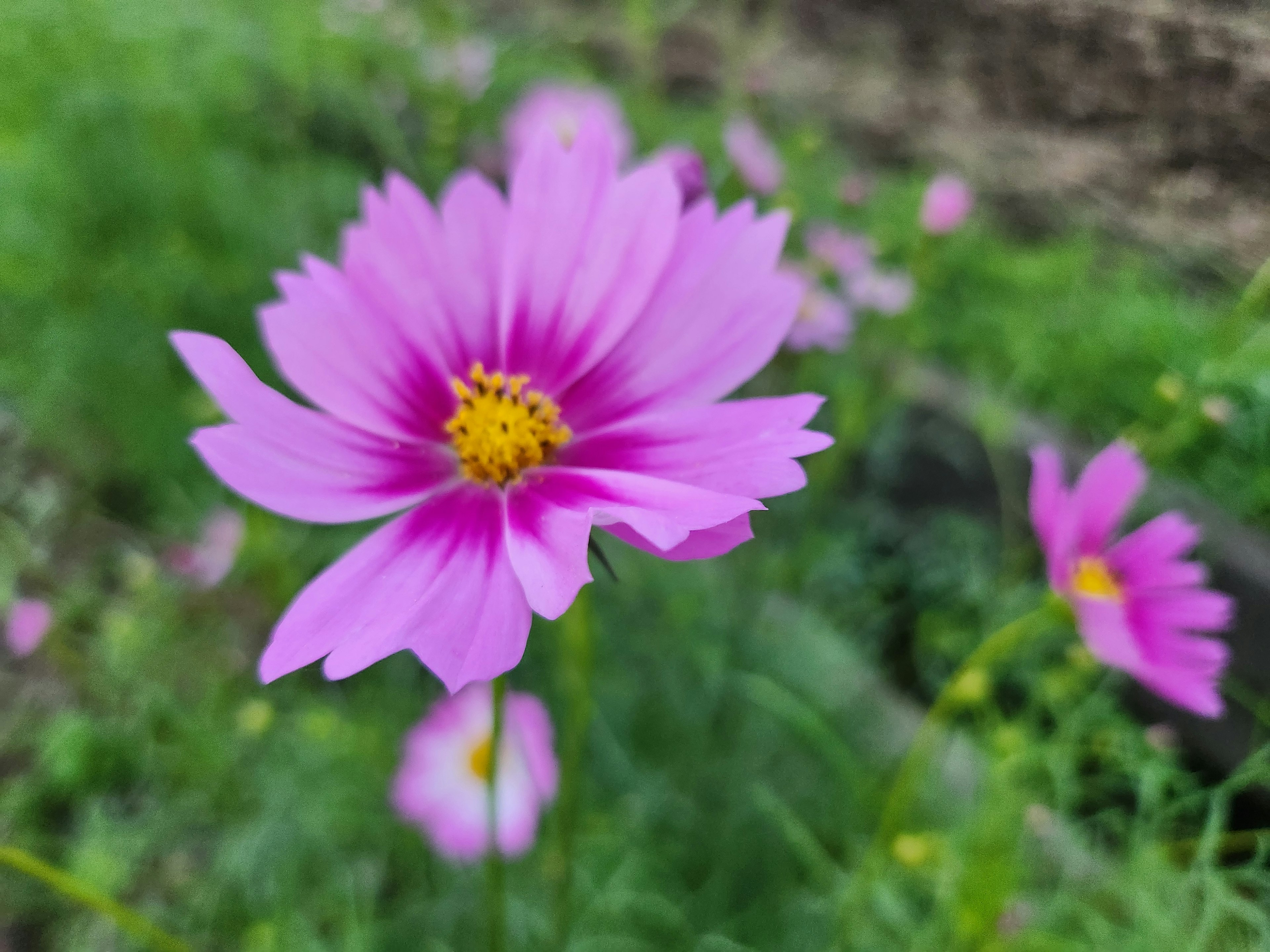 美しいピンクの花と緑の背景