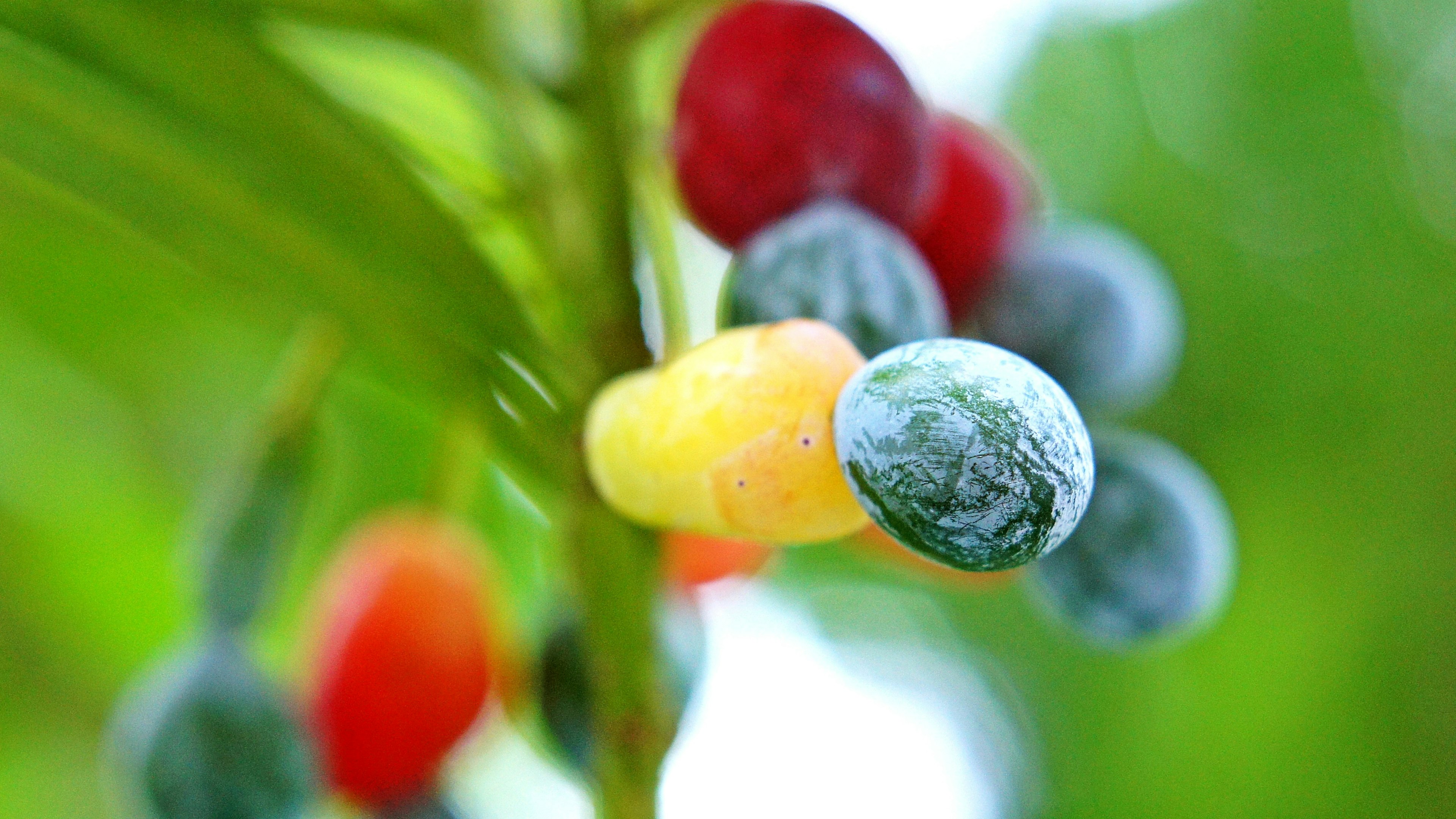 Primo piano di frutti colorati che crescono su una pianta