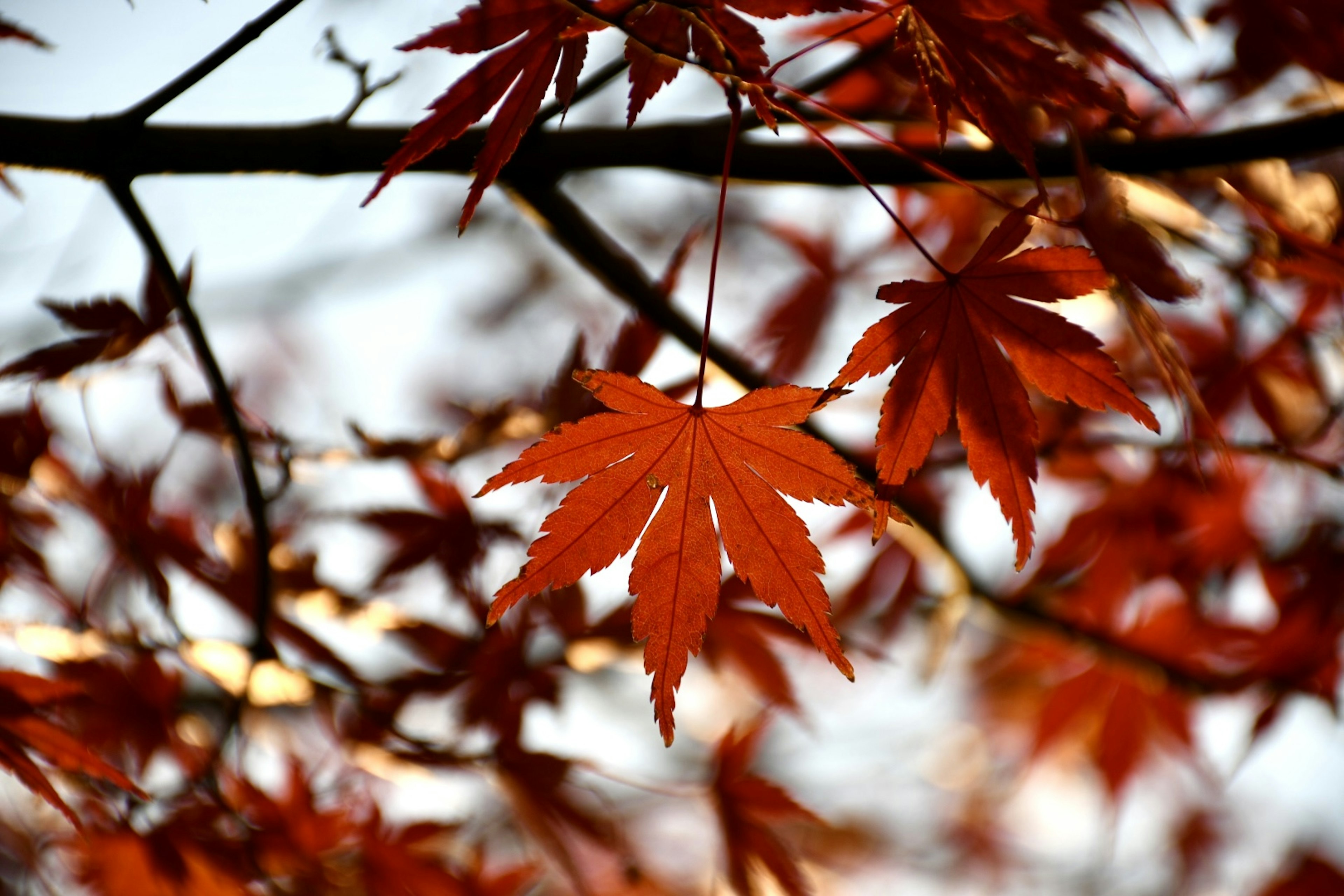 紅葉の葉が青空の下で輝いている