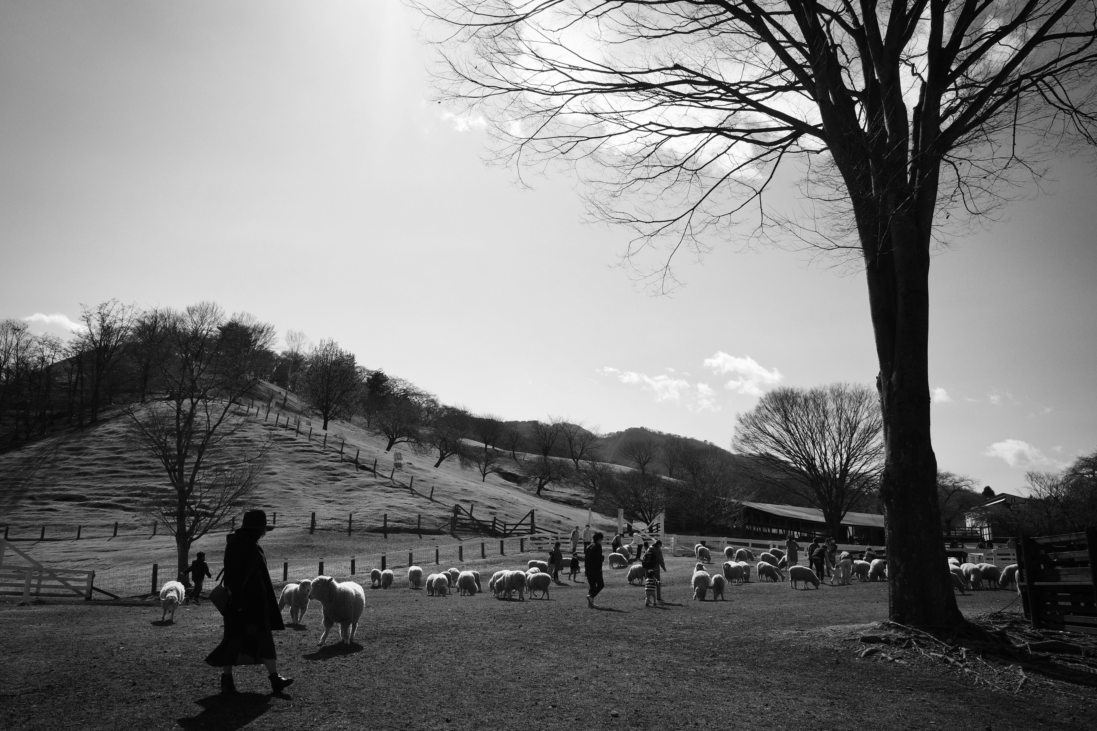 Paisaje en blanco y negro con colinas ovejas y un granjero