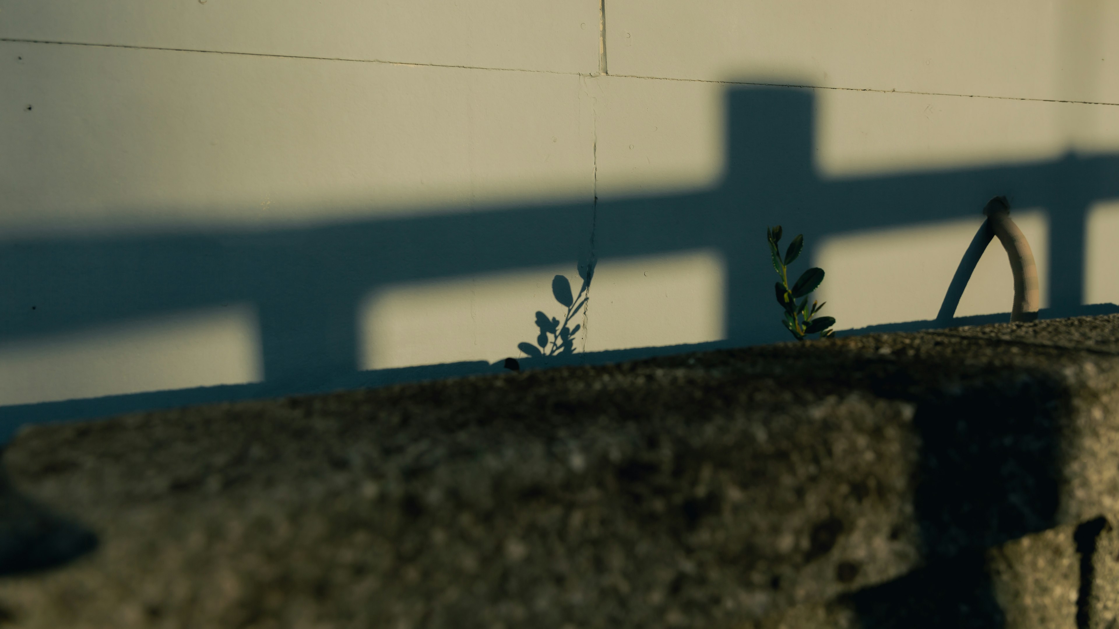 影と植物が映る壁の近くの風景