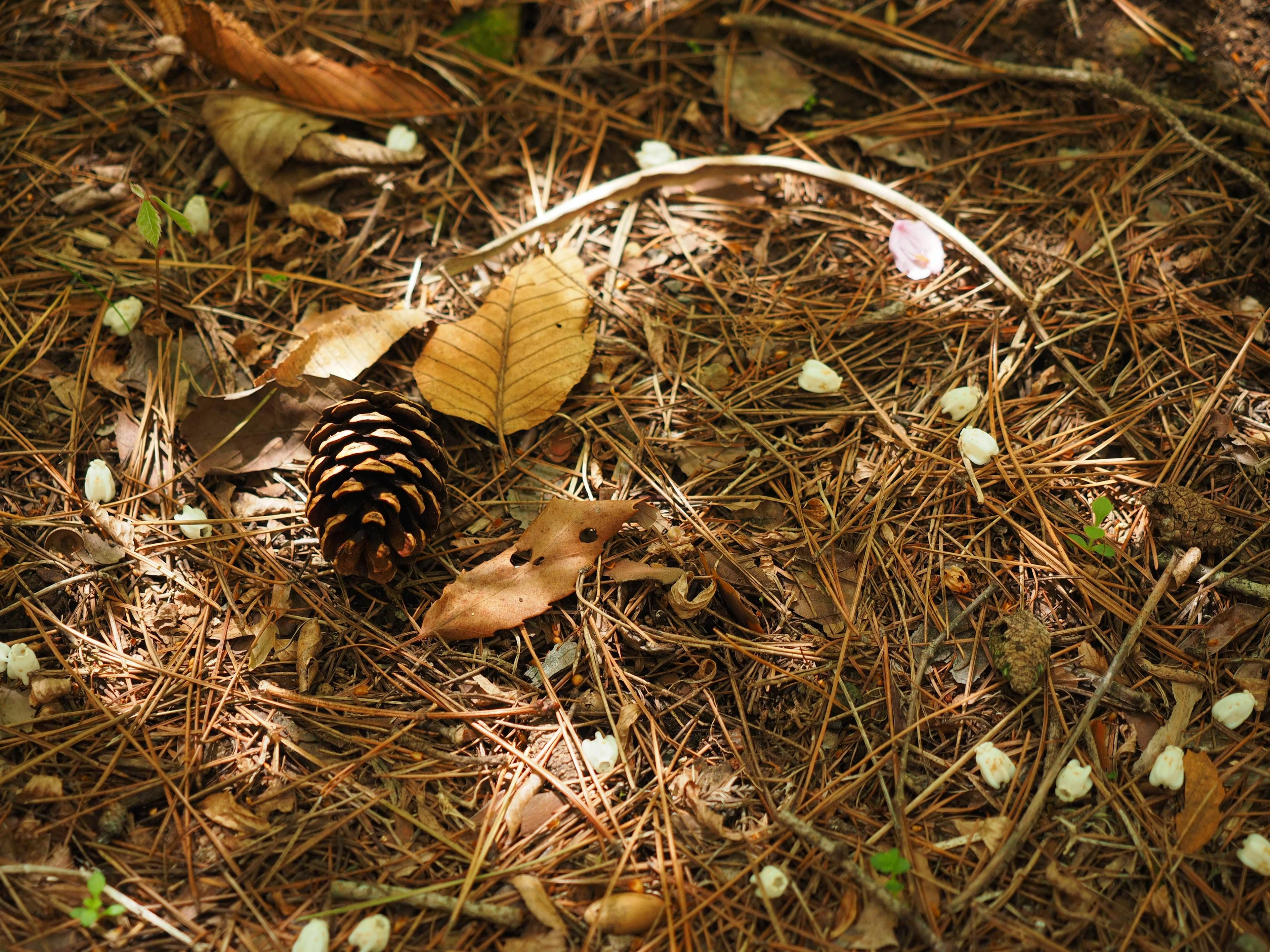 Sol forestier avec cône de pin et feuilles éparpillées