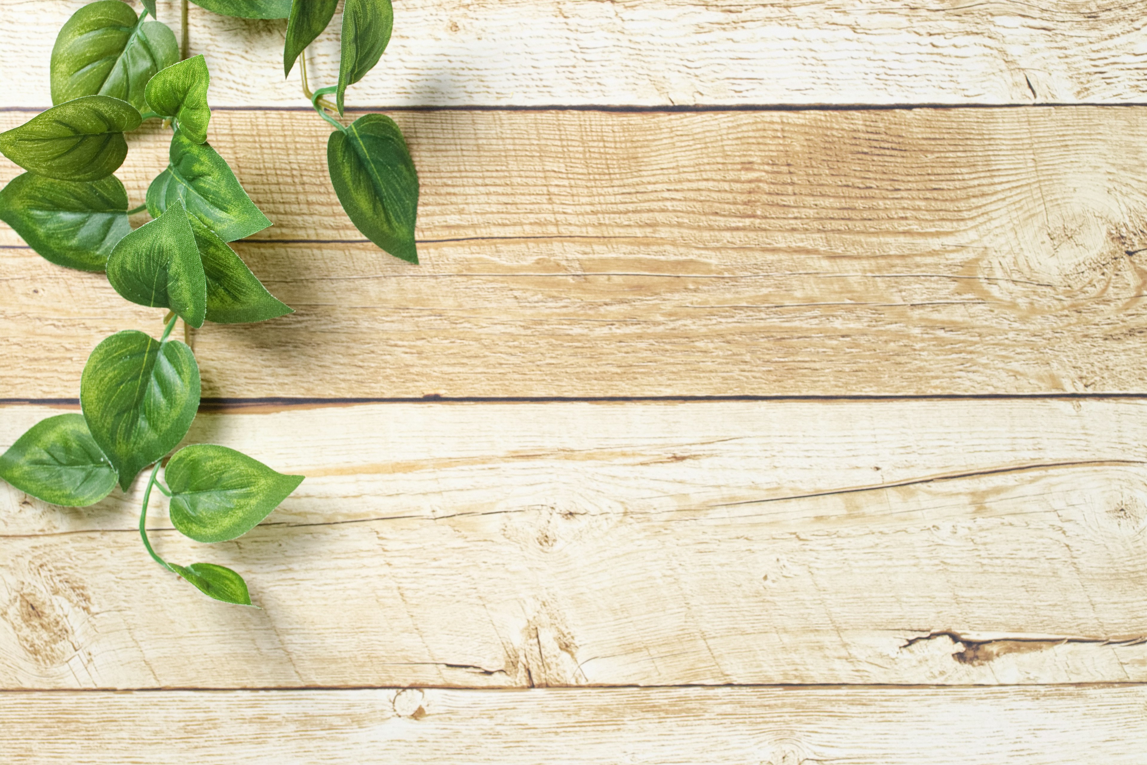 Green leaves of a plant against a wooden background