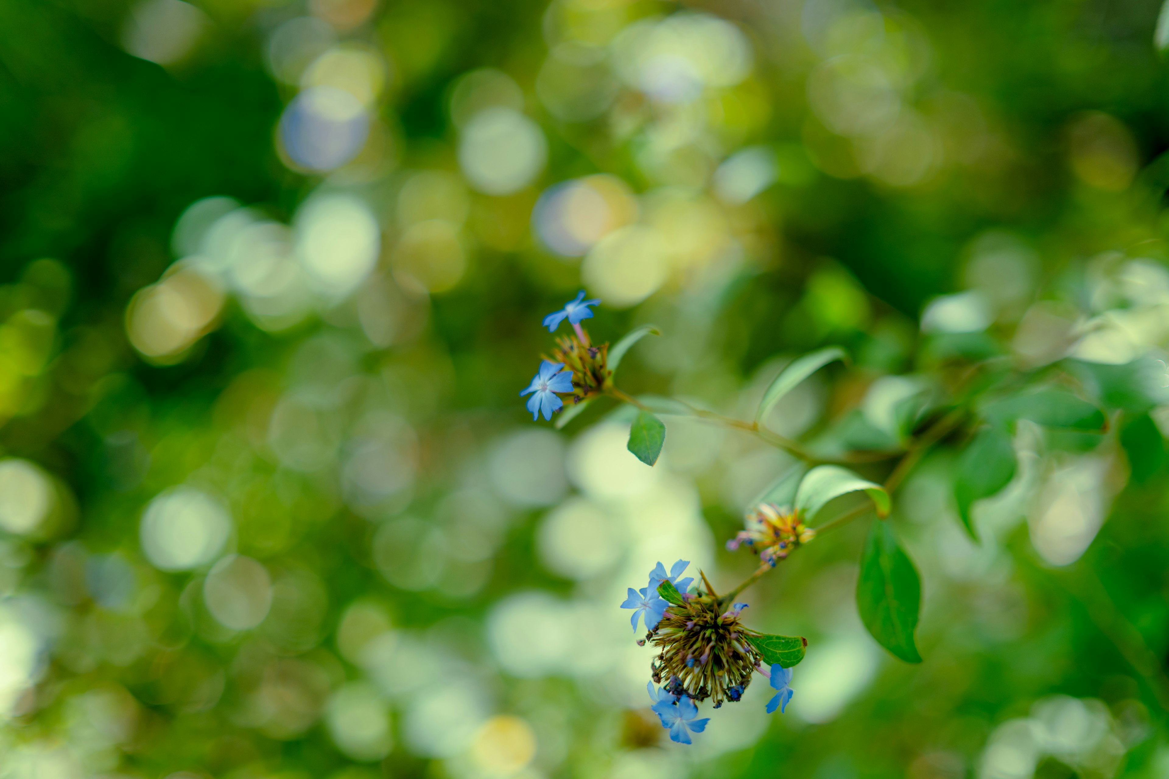 Fond flou avec des fleurs bleues et des feuilles vertes