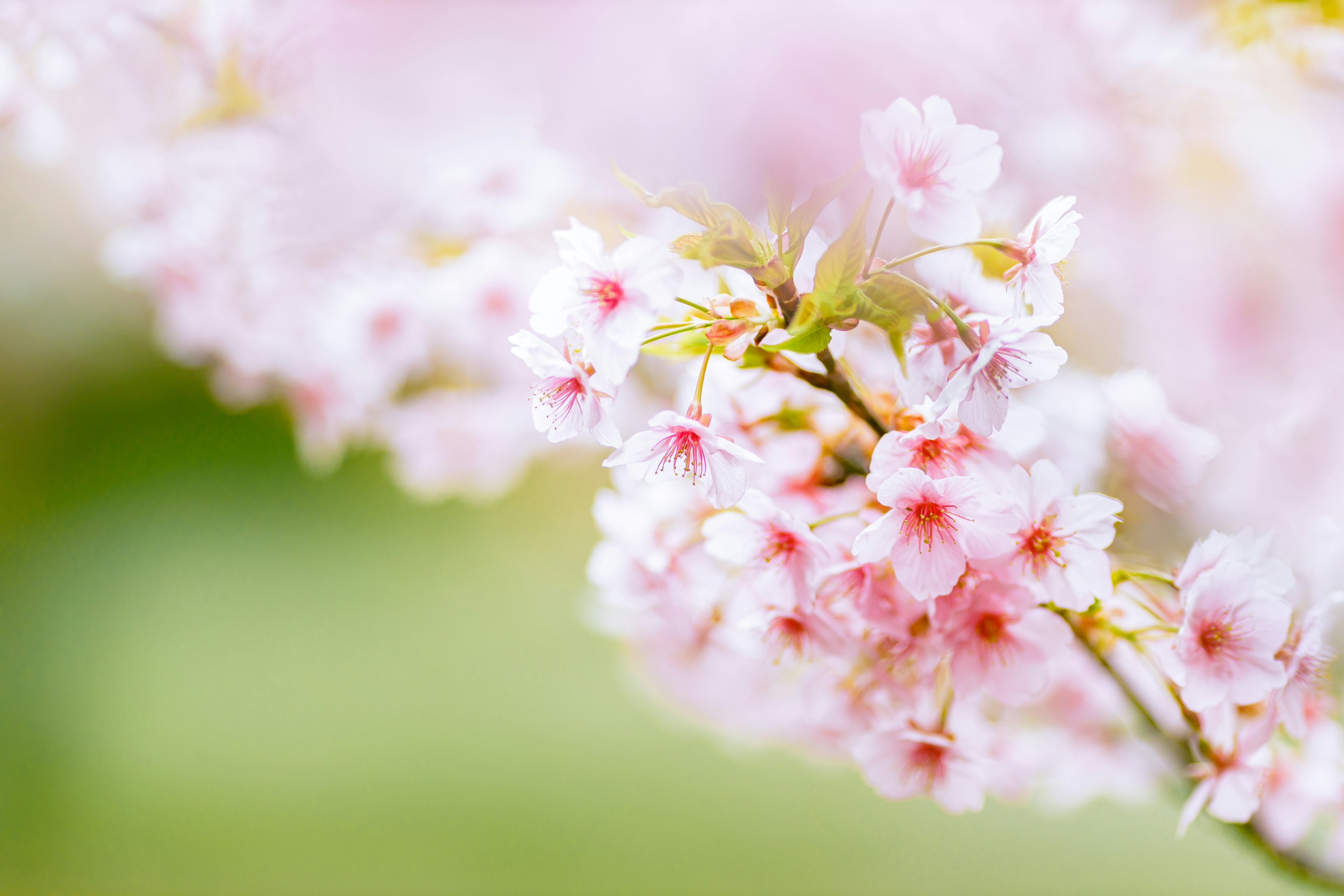 Nahaufnahme von zarten rosa Blüten an einem Zweig