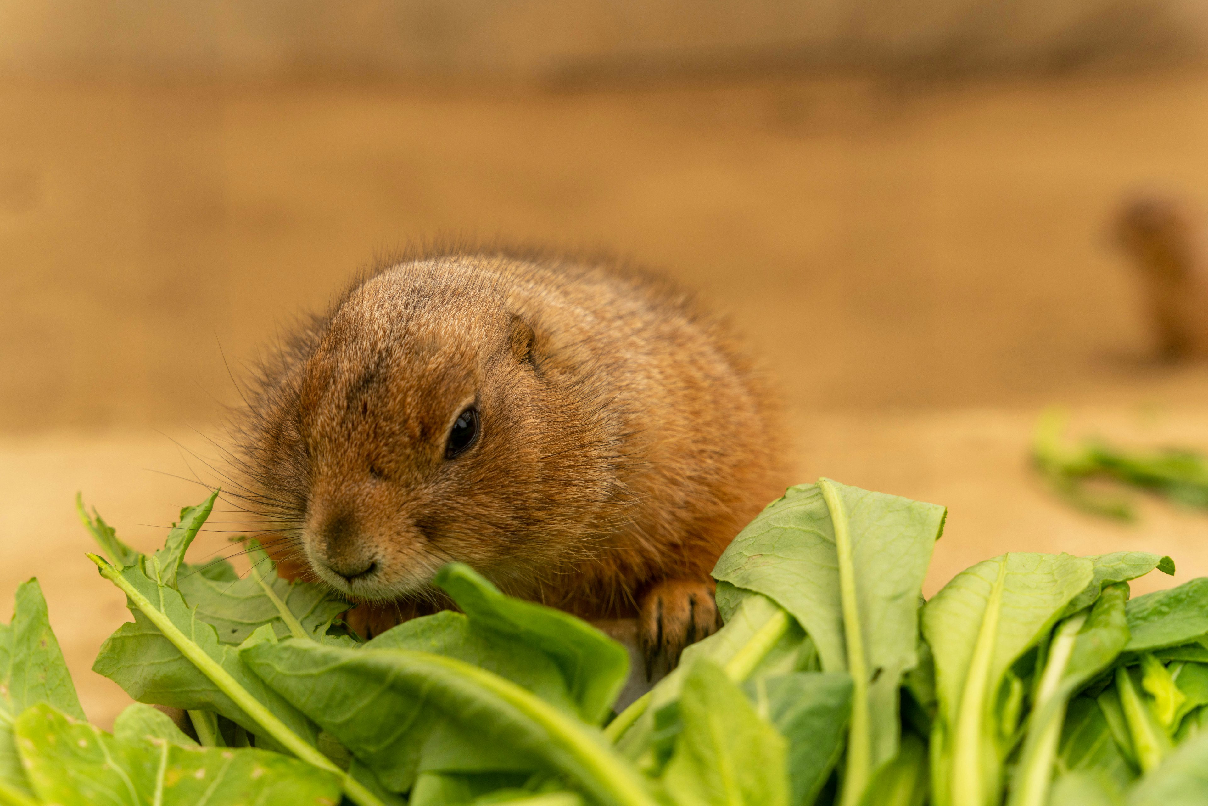 Cute prairie dog eating greens