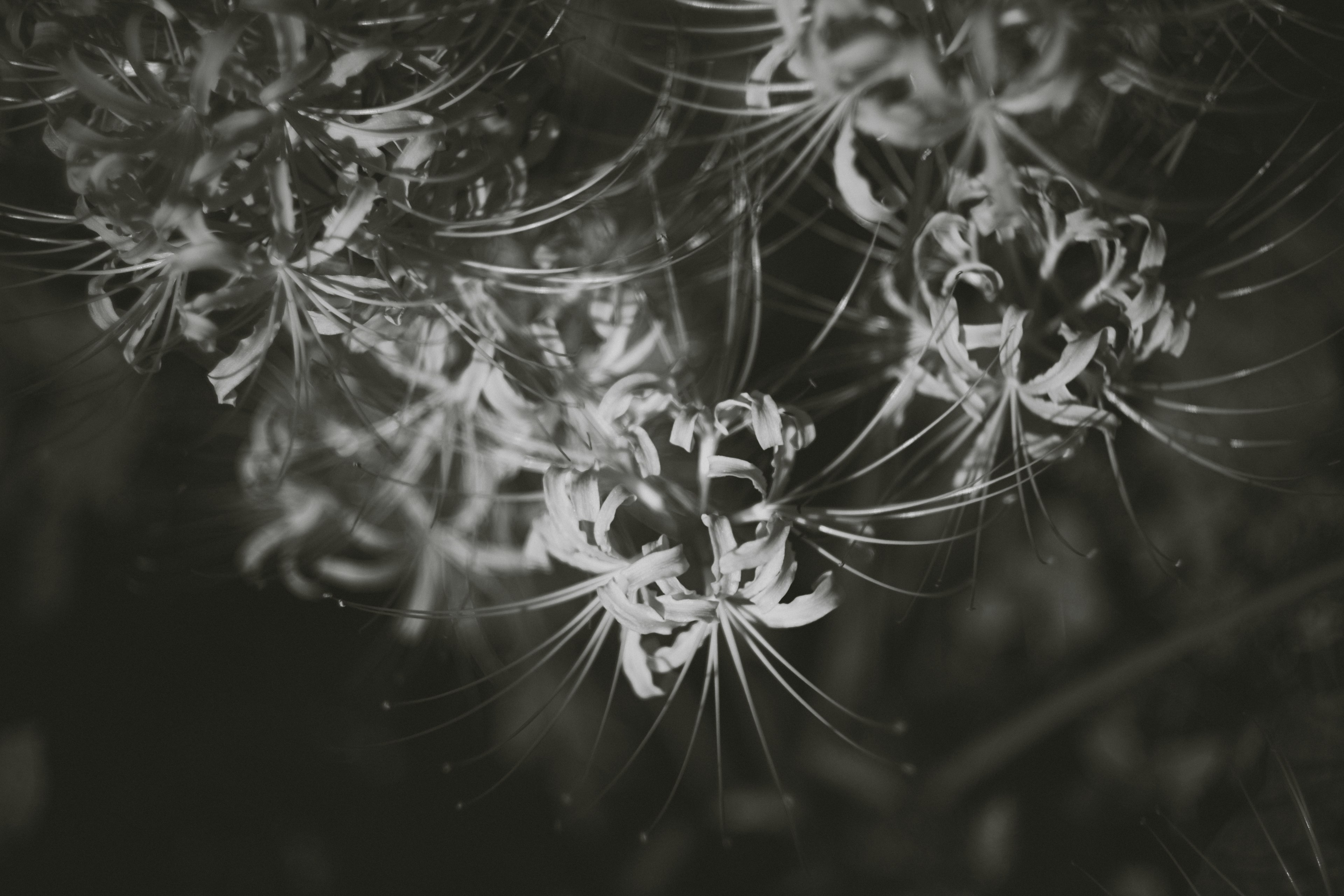 Imagen en blanco y negro con flores blancas delicadas y pétalos alargados