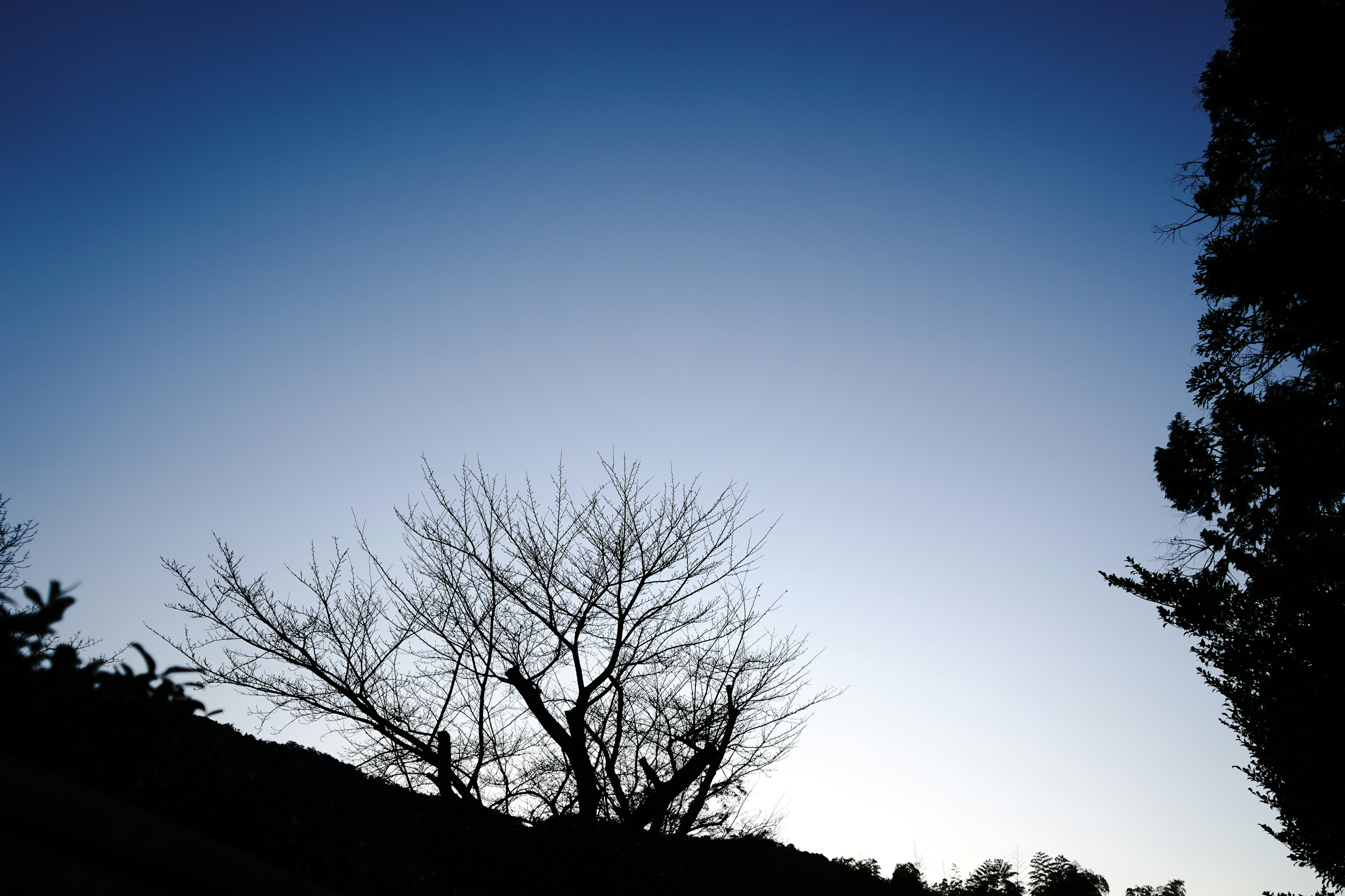 薄明かりの中の木々のシルエットと青い空