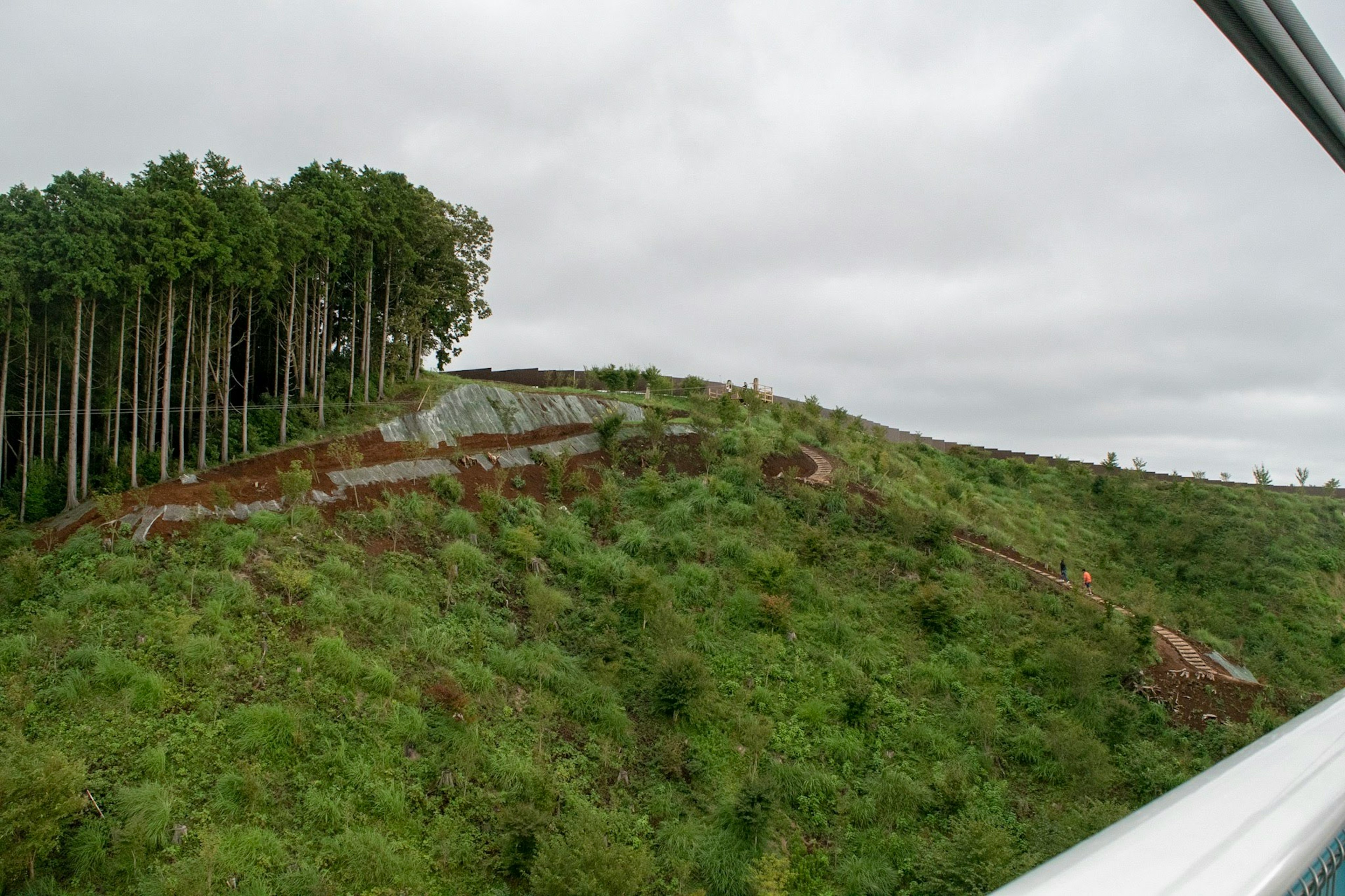 丘の上に生い茂る木々と緑の草原が広がる風景