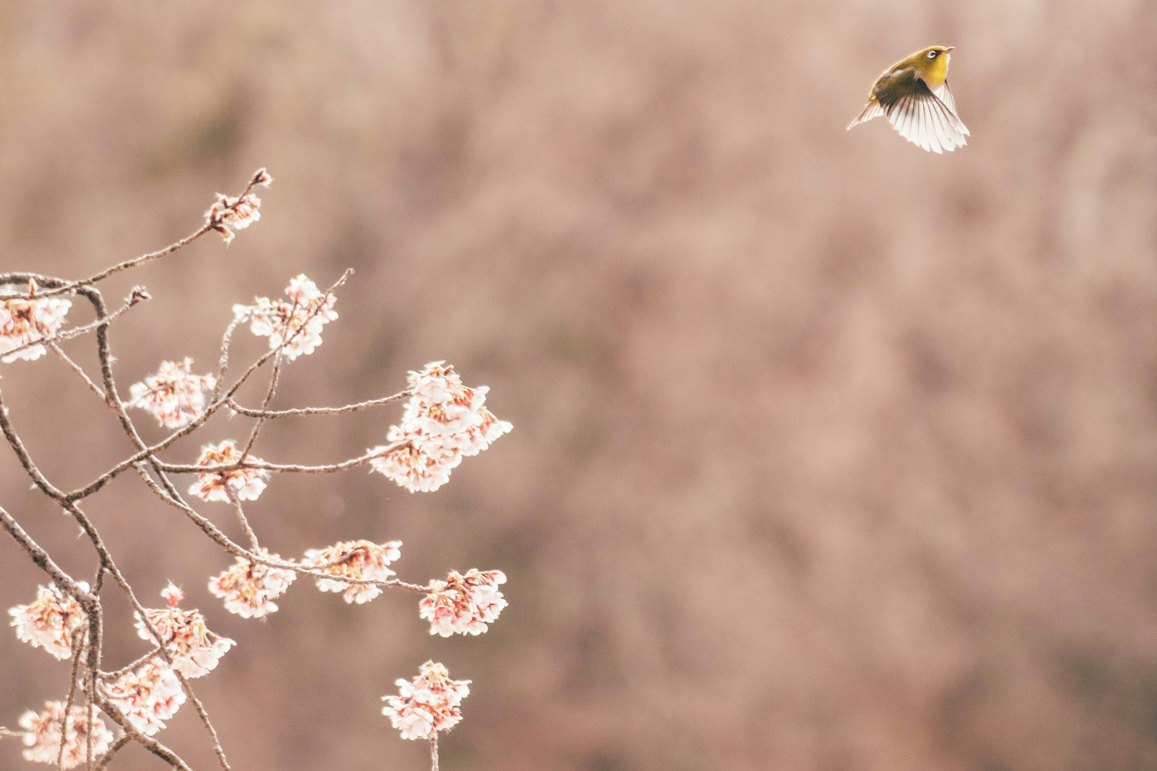 A beautiful scene of cherry blossoms on a branch with a bird in flight