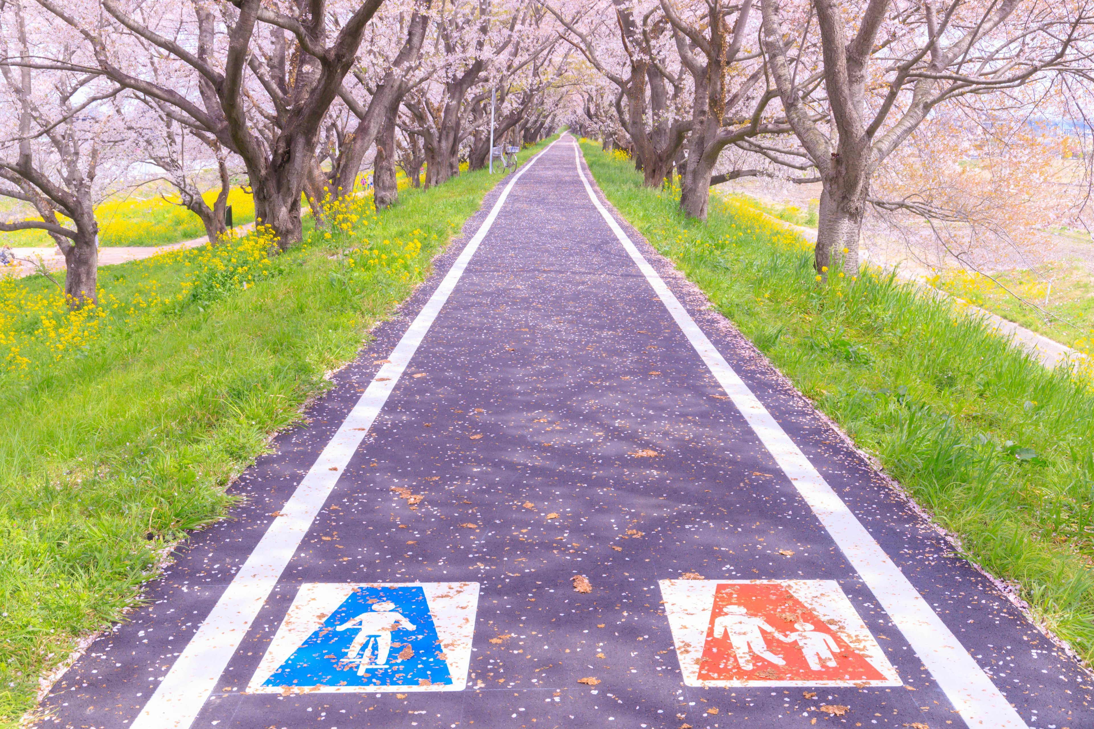 桜の木が並ぶ遊歩道に青と赤の歩行者マークが描かれた道