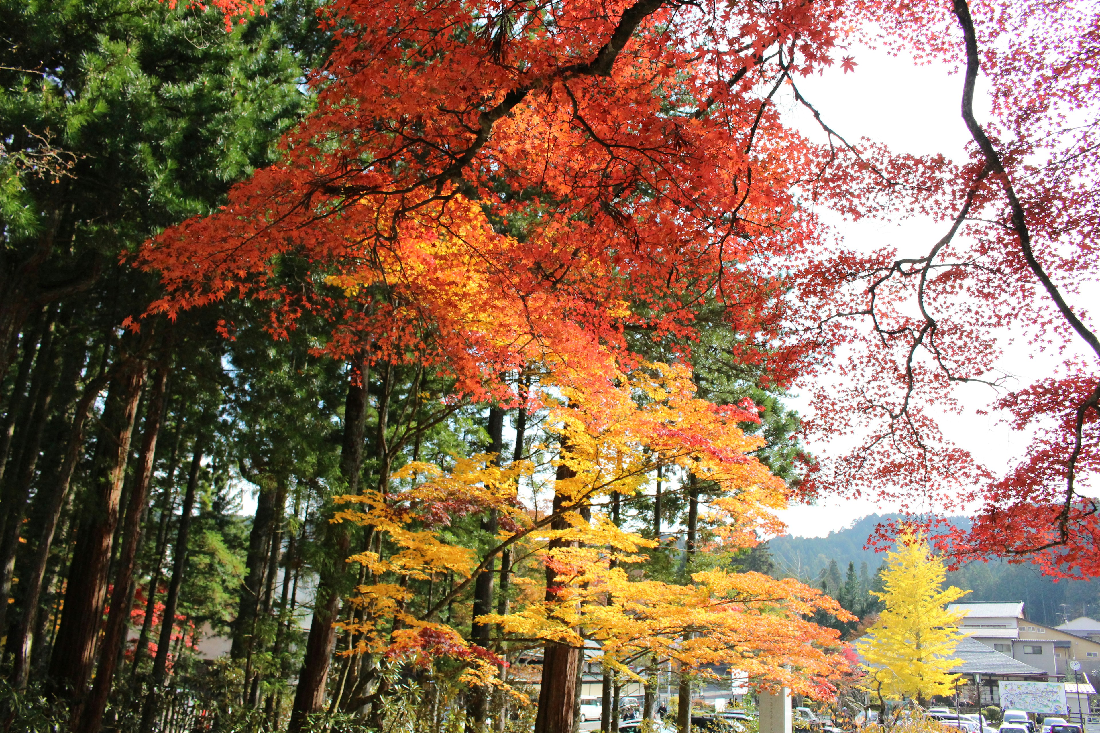 Vibrant autumn leaves with a backdrop of green trees