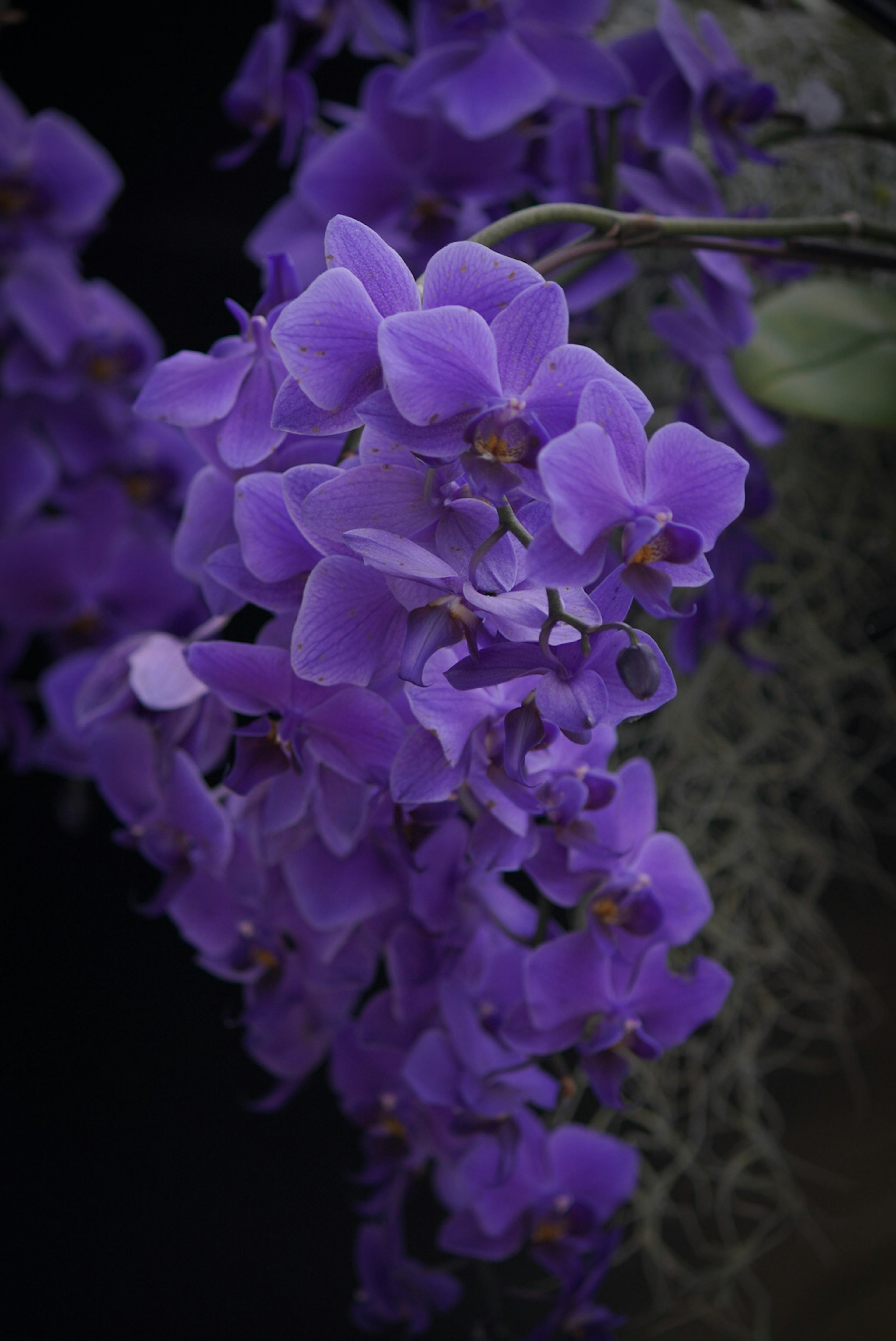 Vibrant purple orchids hanging gracefully