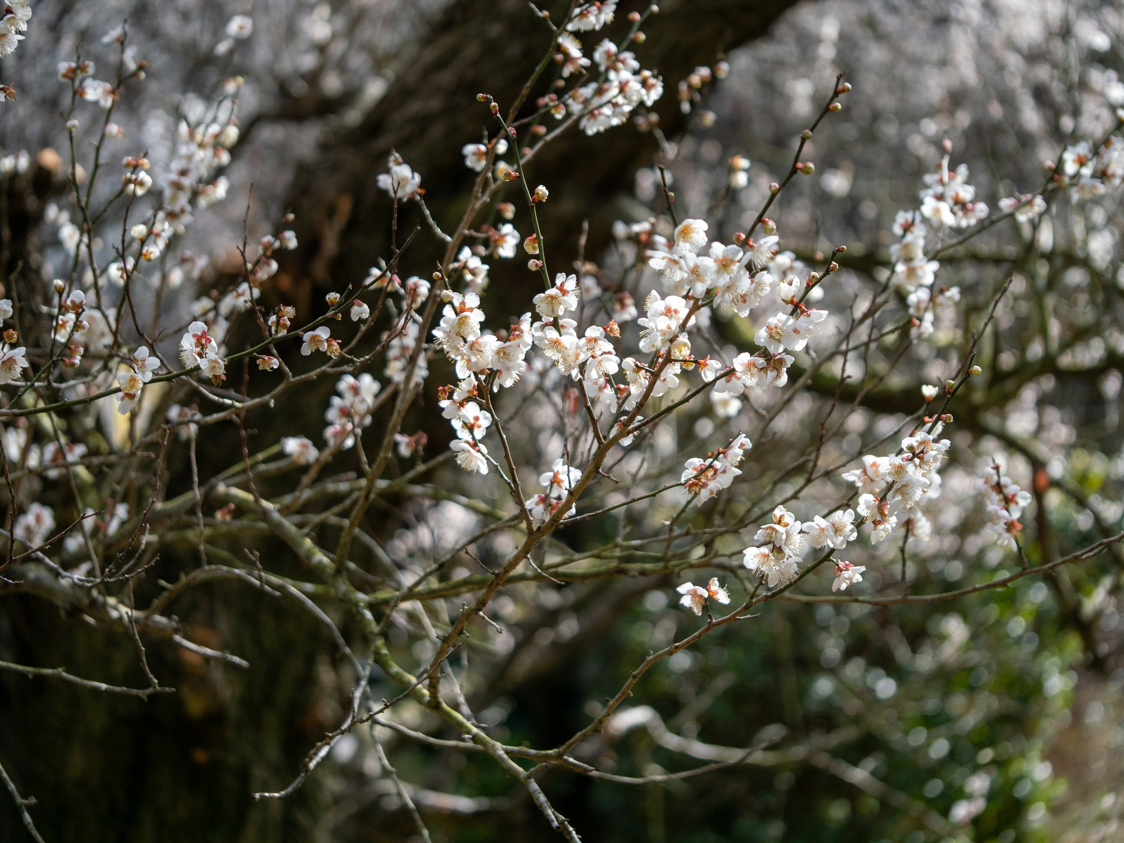 Close-up of branches with white blossoms on a tree