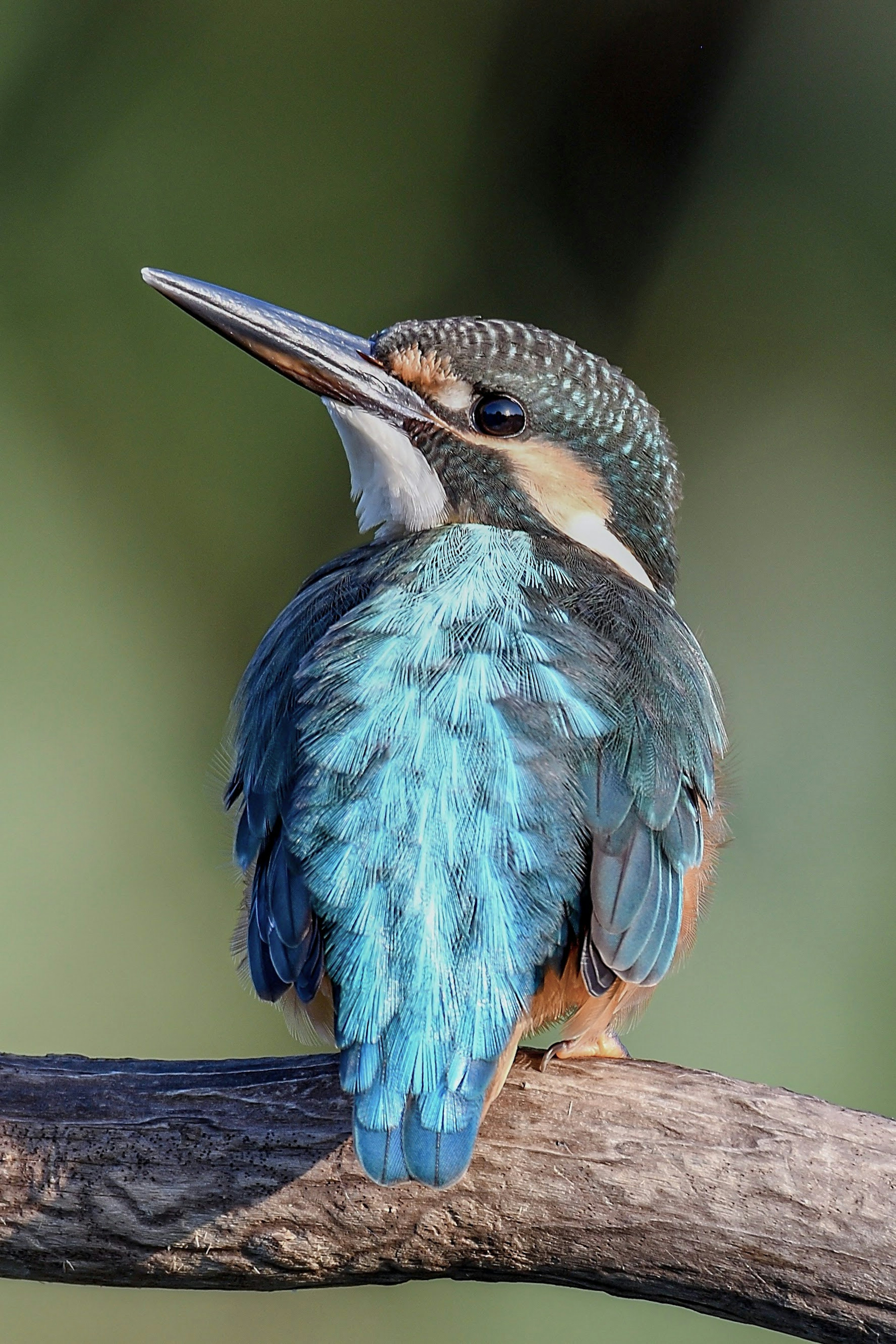 Ein schöner Eisvogel mit blauen Federn, der auf einem Ast sitzt