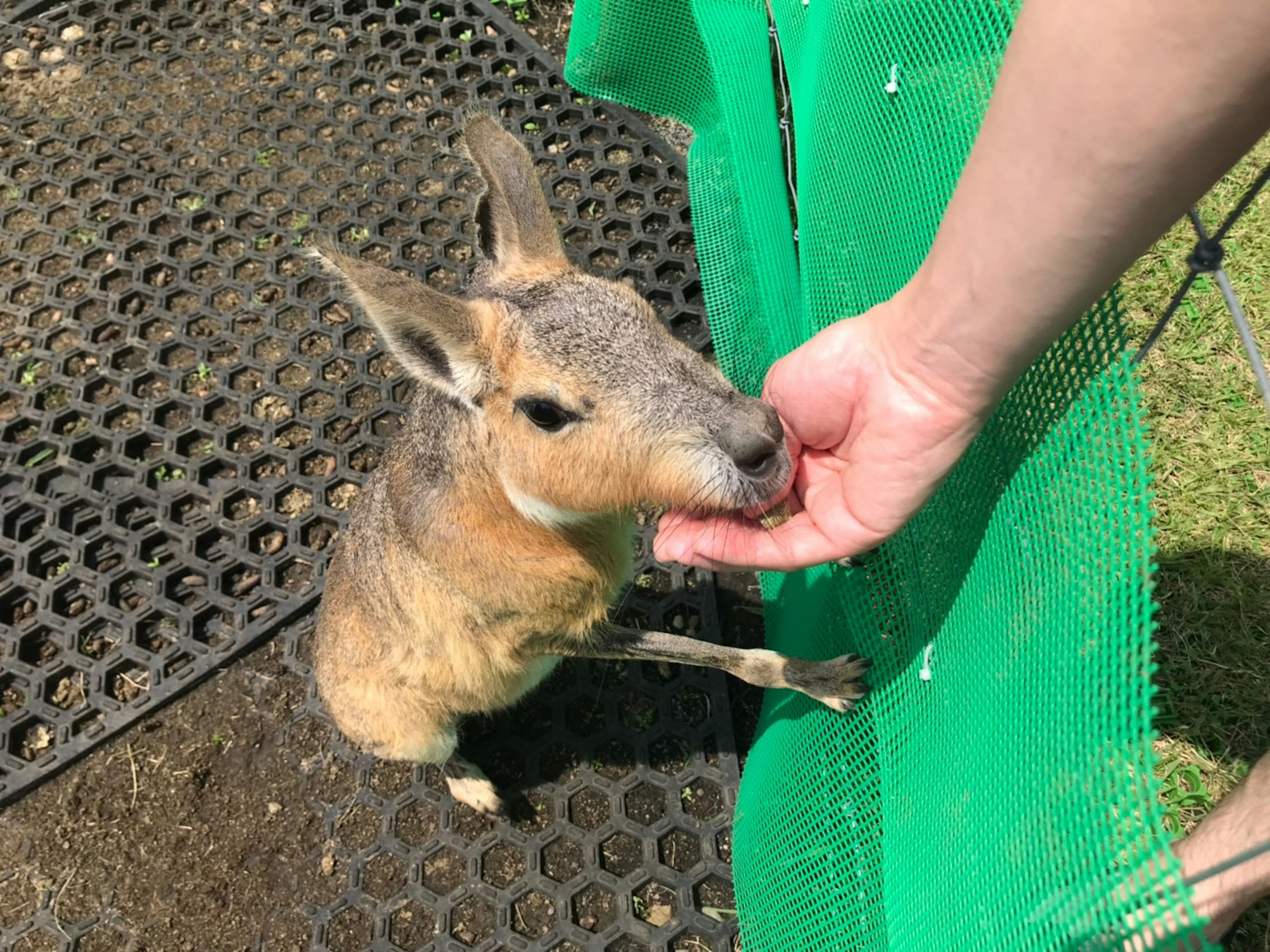 A small animal receiving food from a hand