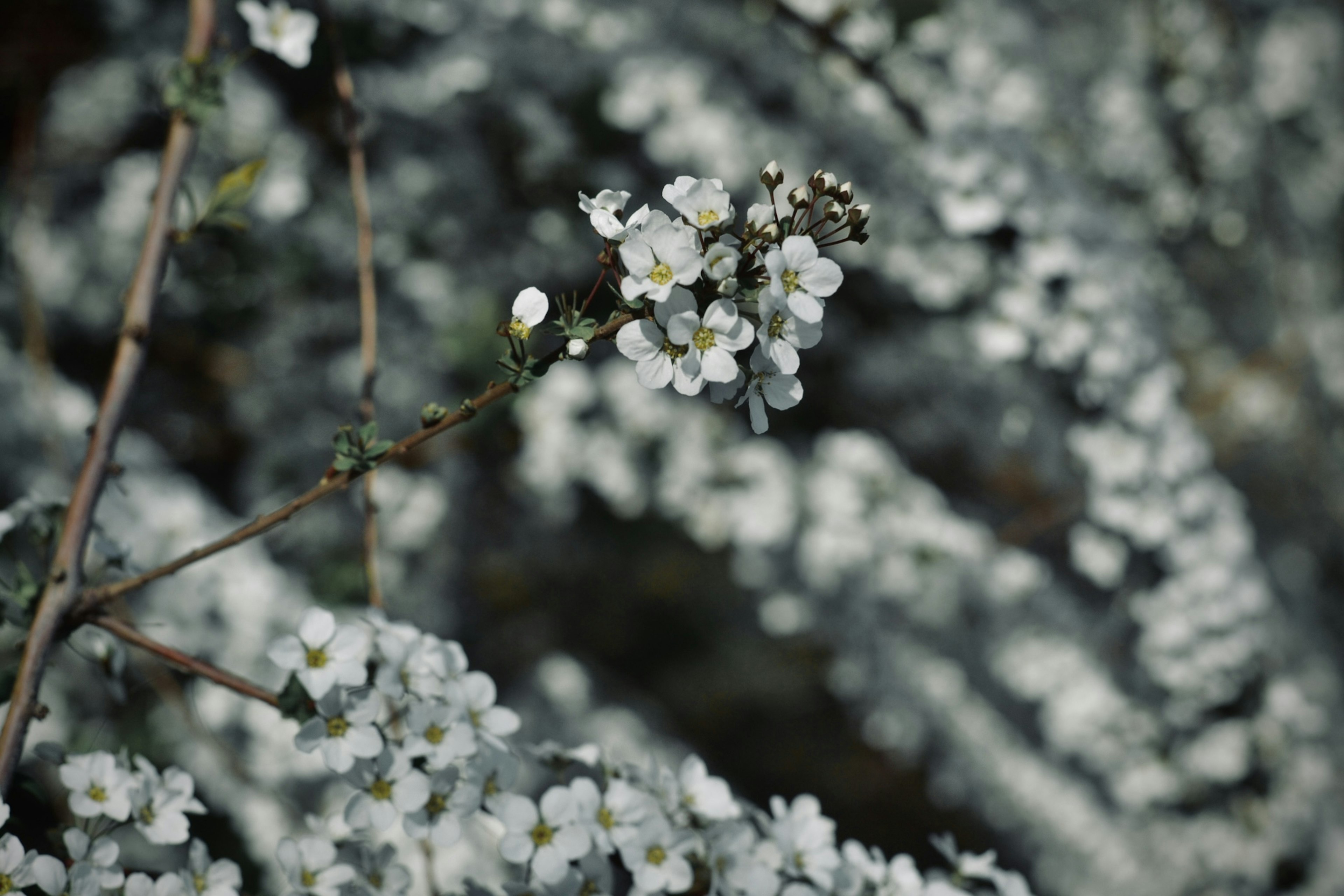 Primo piano di fiori bianchi su un ramo con sfondo verde